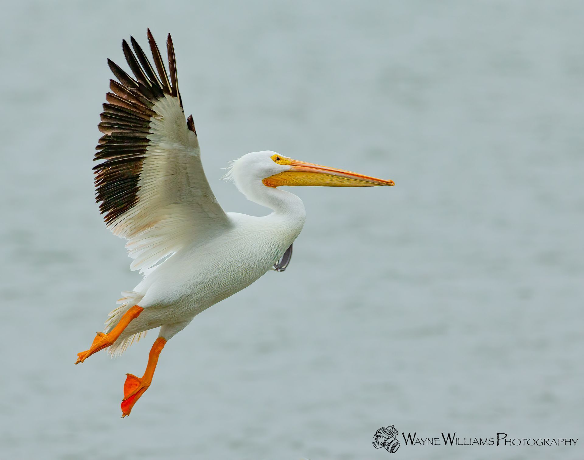 A white pelican is flying over a body of water