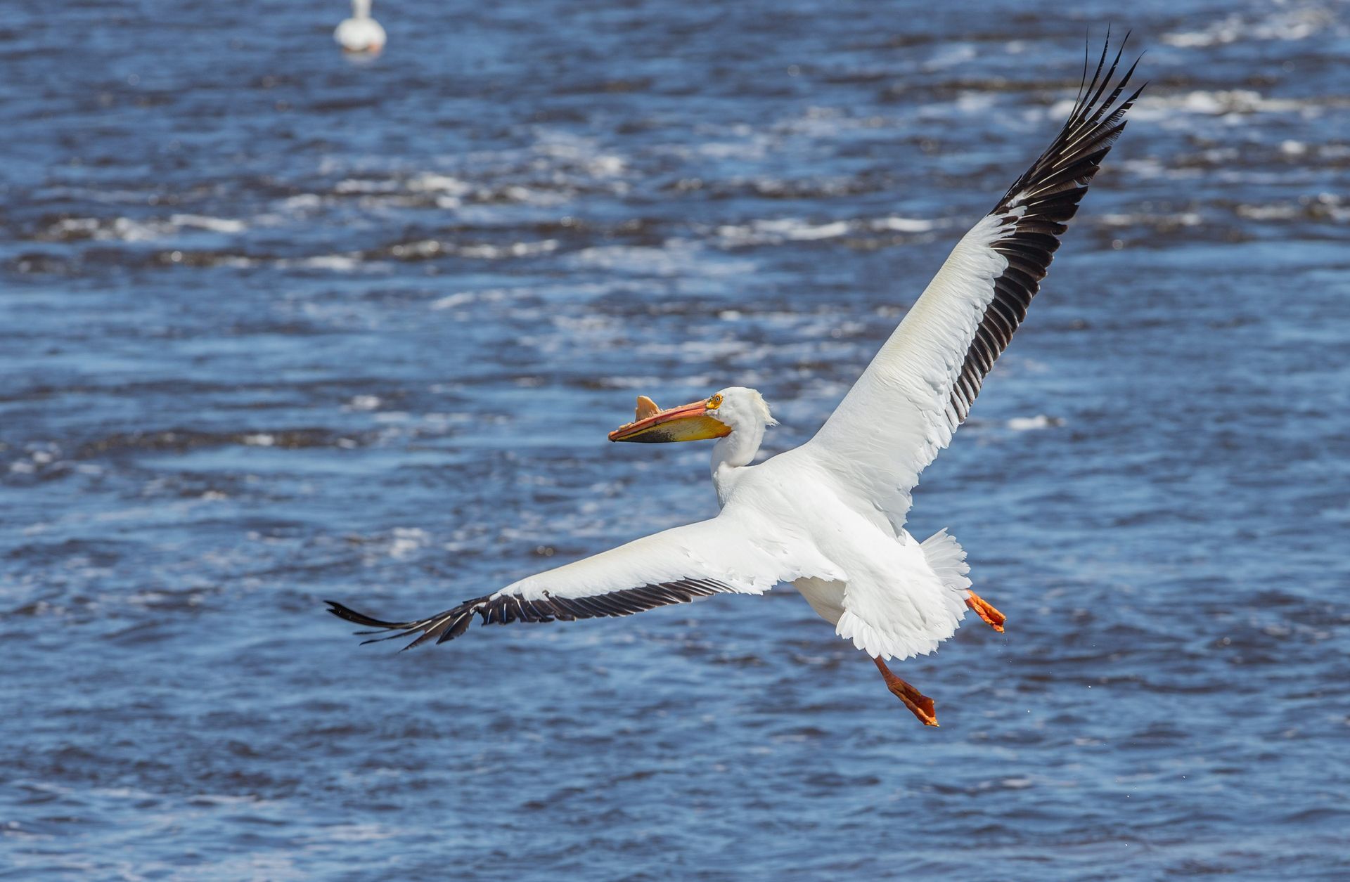 A pelican is flying over a body of water with a fish in its beak.