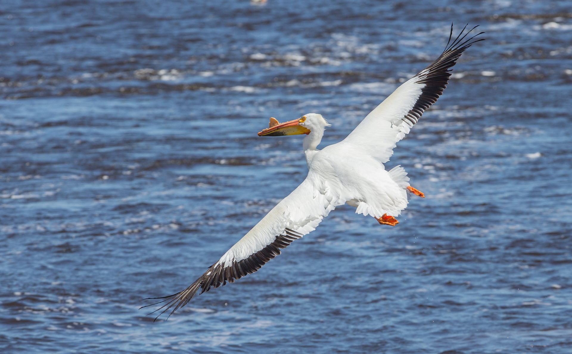 A pelican is flying over a body of water with a fish in its beak.