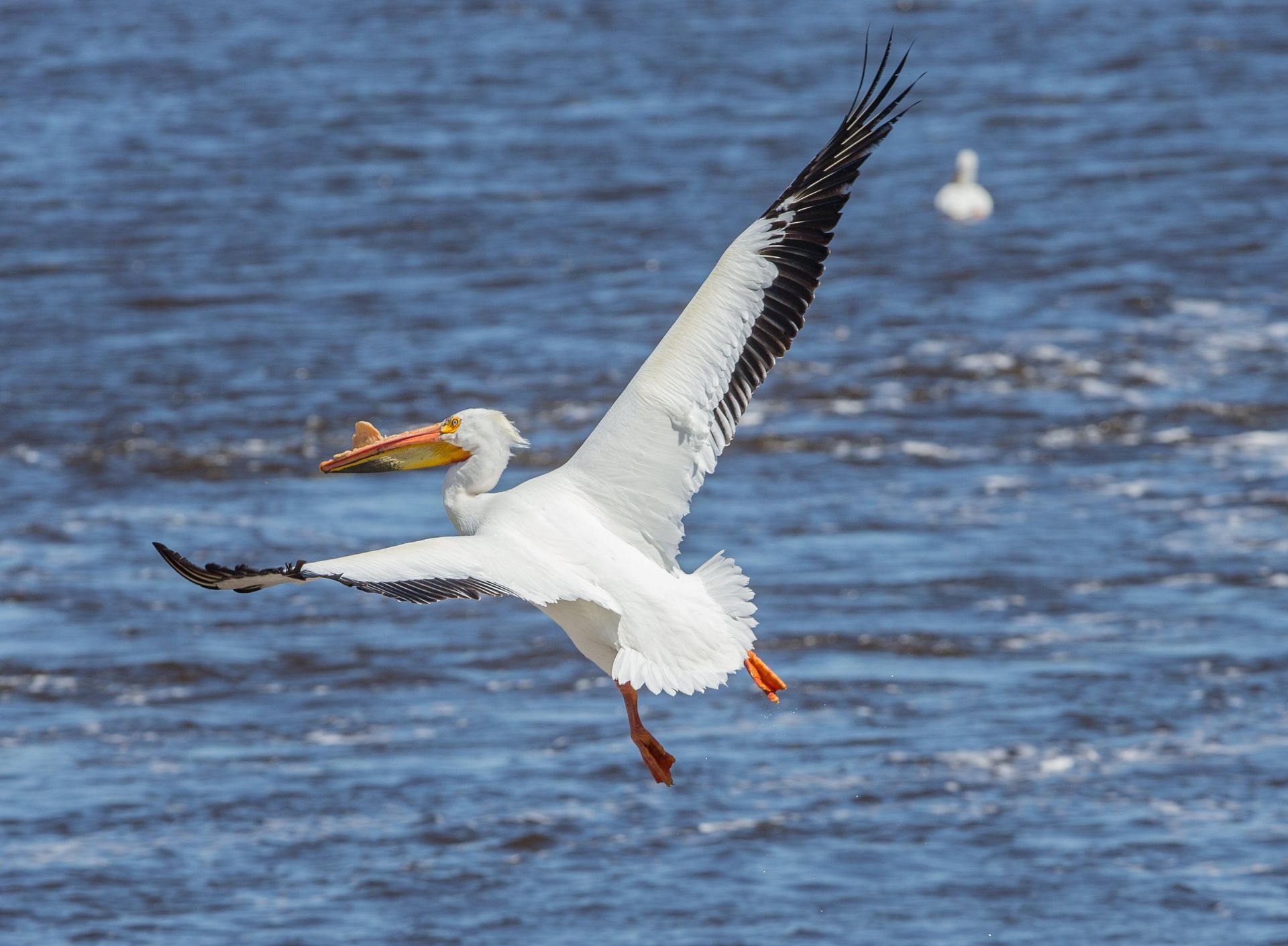 A pelican is flying over a body of water with a fish in its beak.