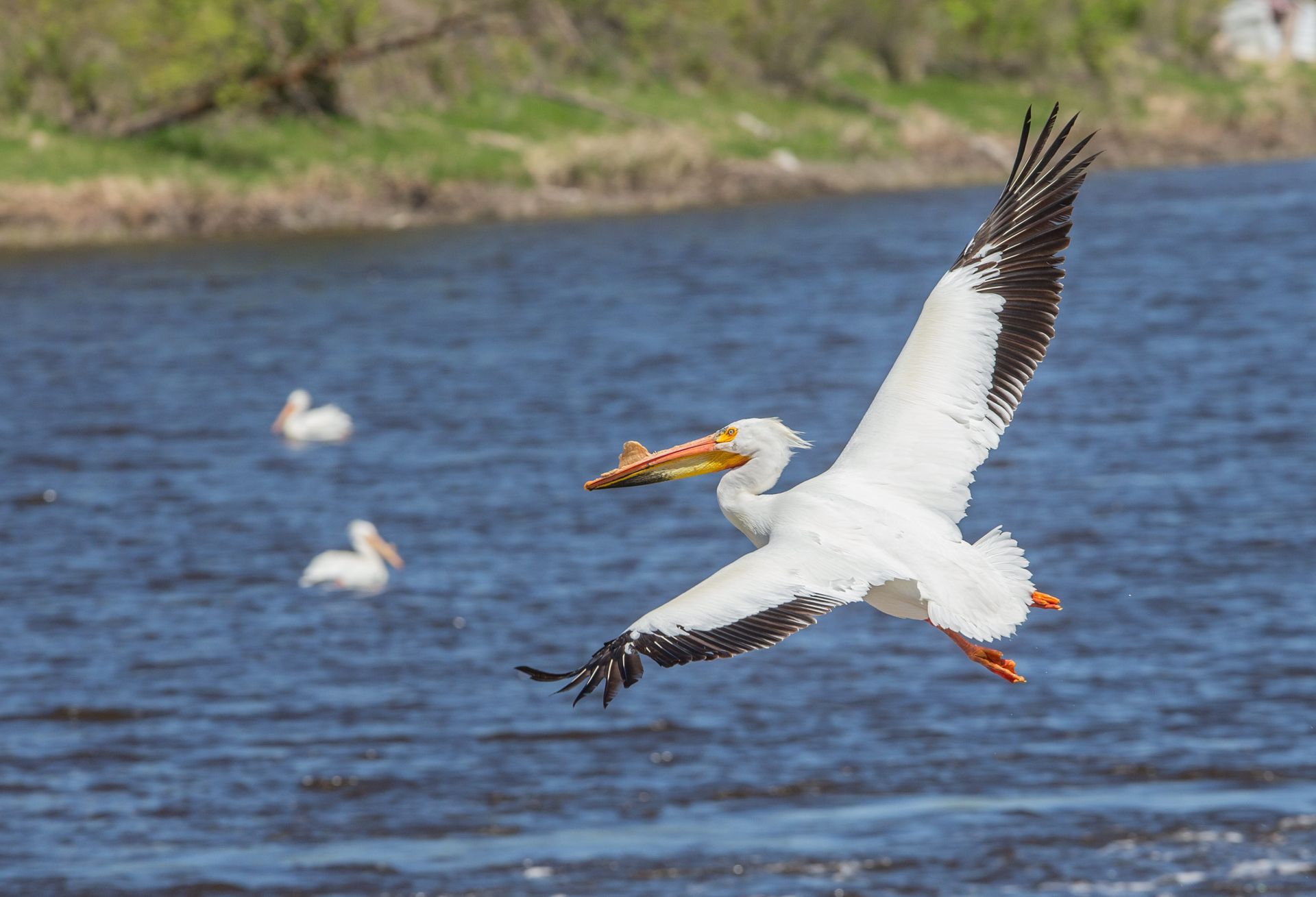 A pelican is flying over a body of water with a fish in its beak.