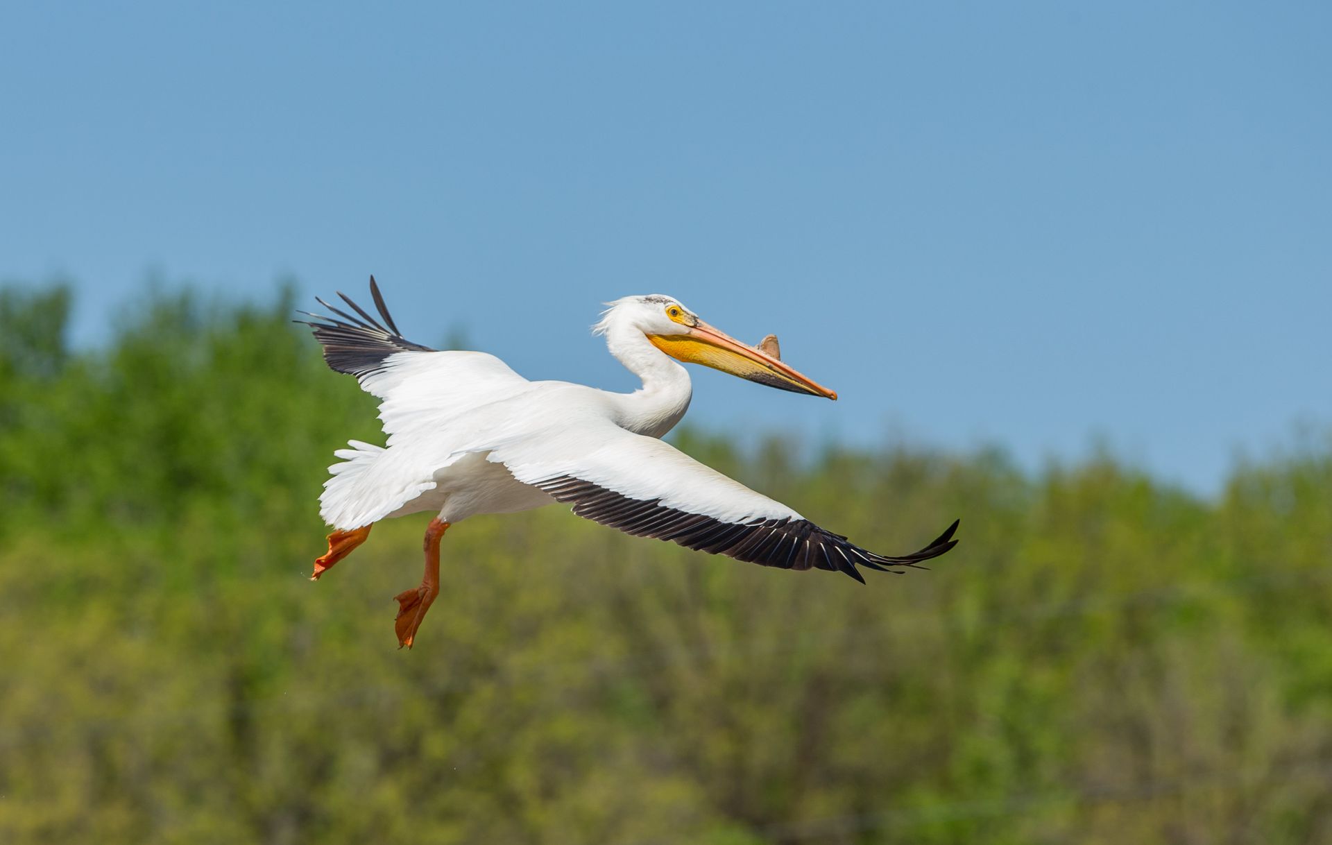 A pelican is flying over a field with trees in the background.