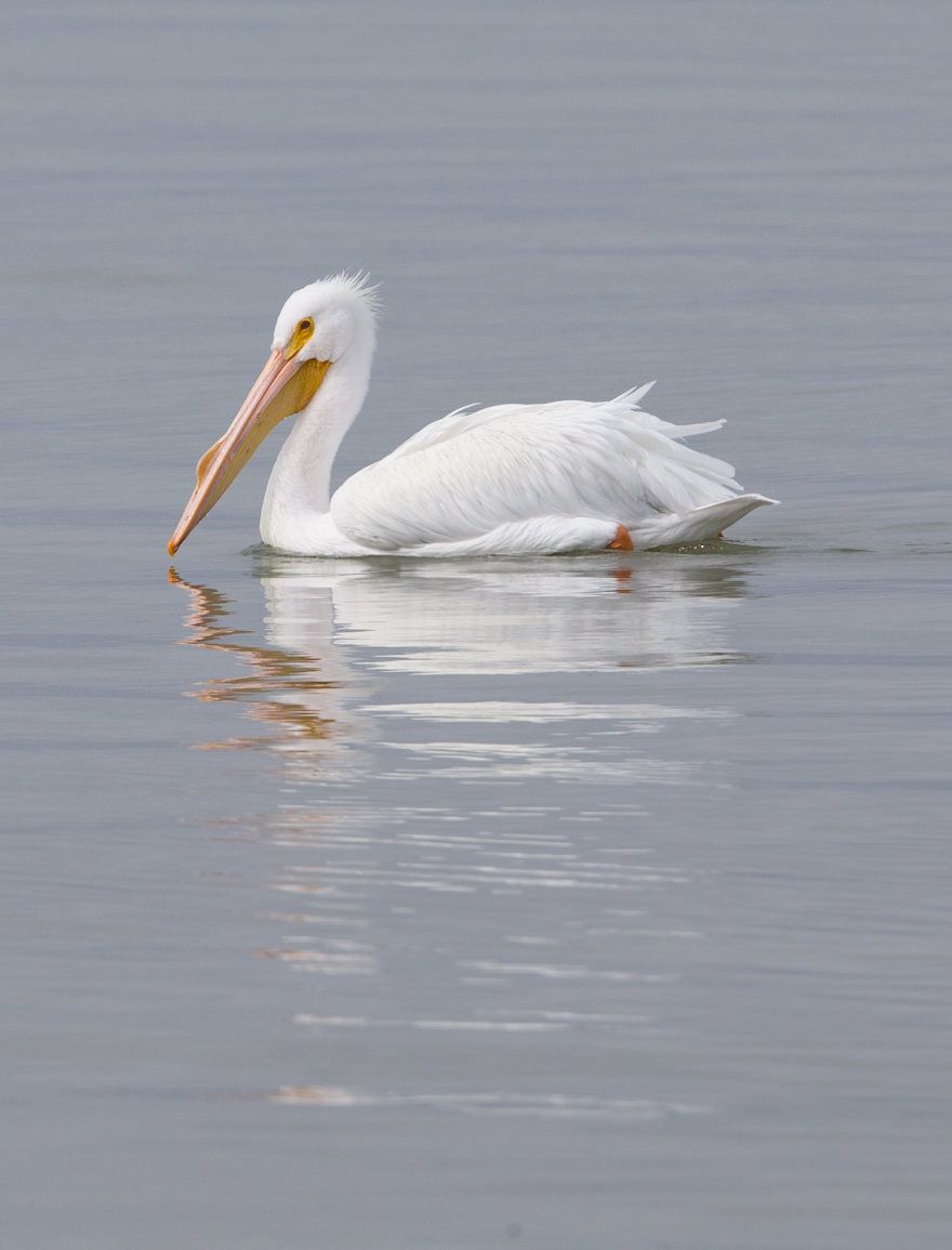 A white pelican is floating on top of a body of water.