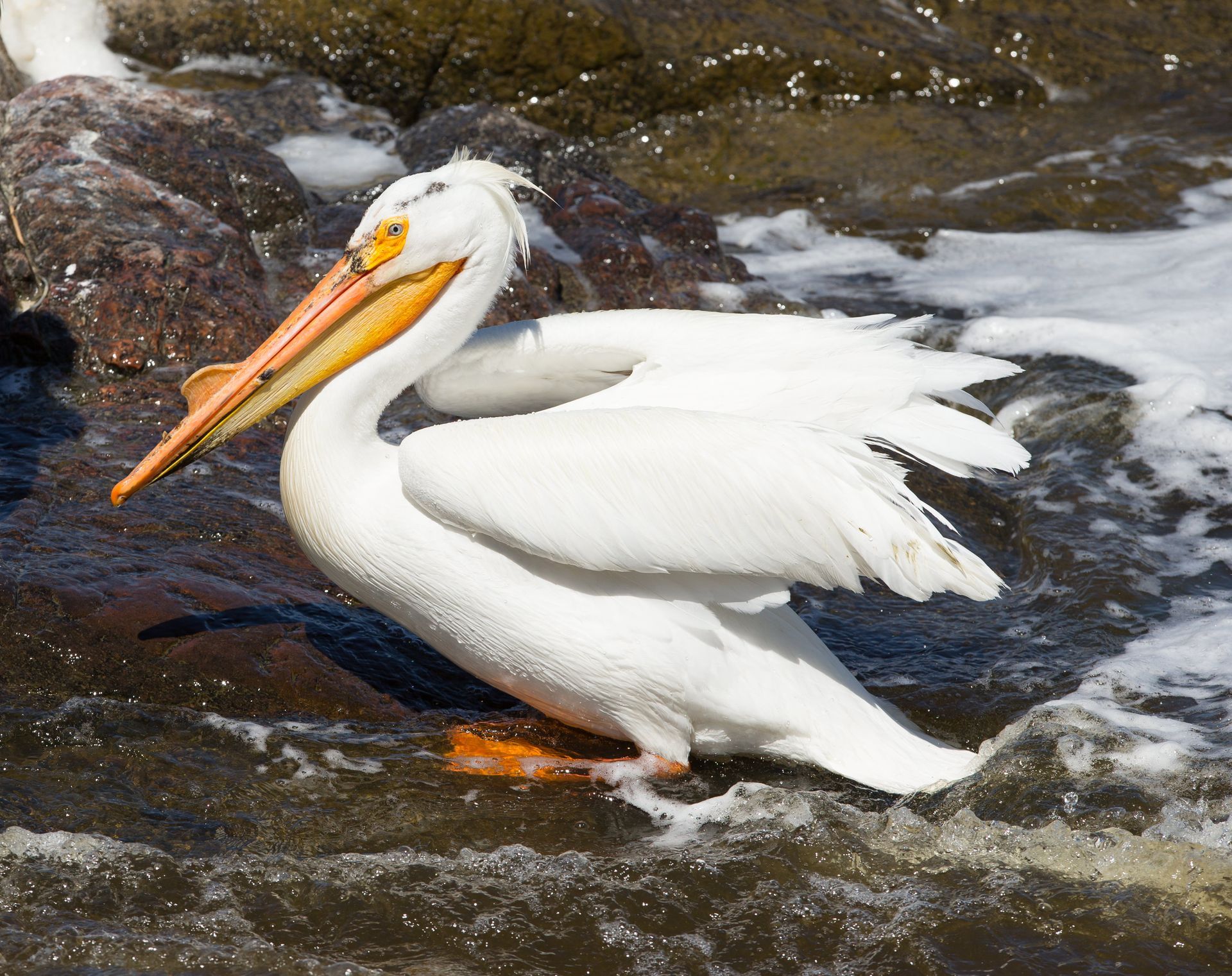 A pelican with a long orange beak is standing in the water