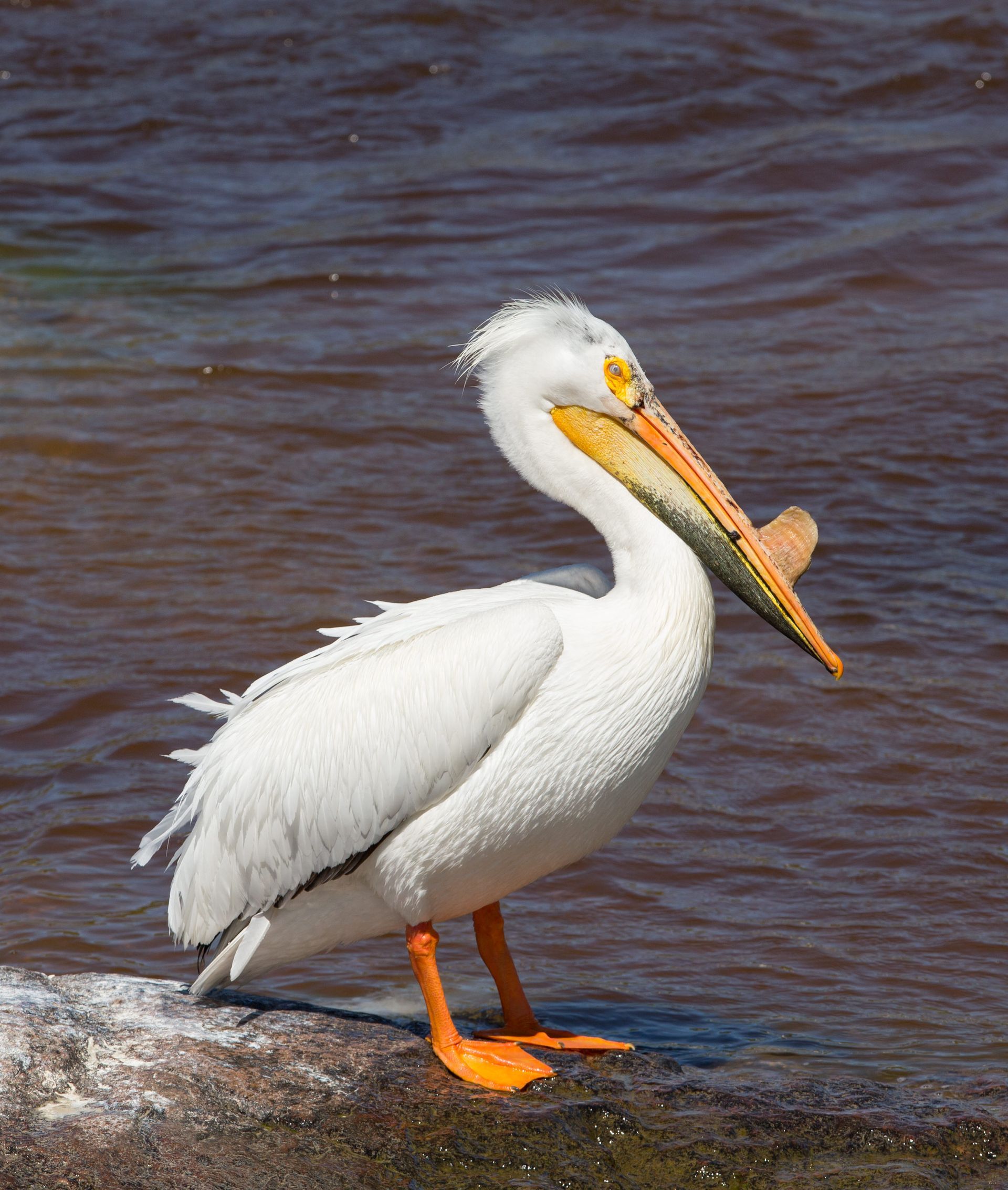 A pelican is standing on a rock near the water with a fish in its beak.
