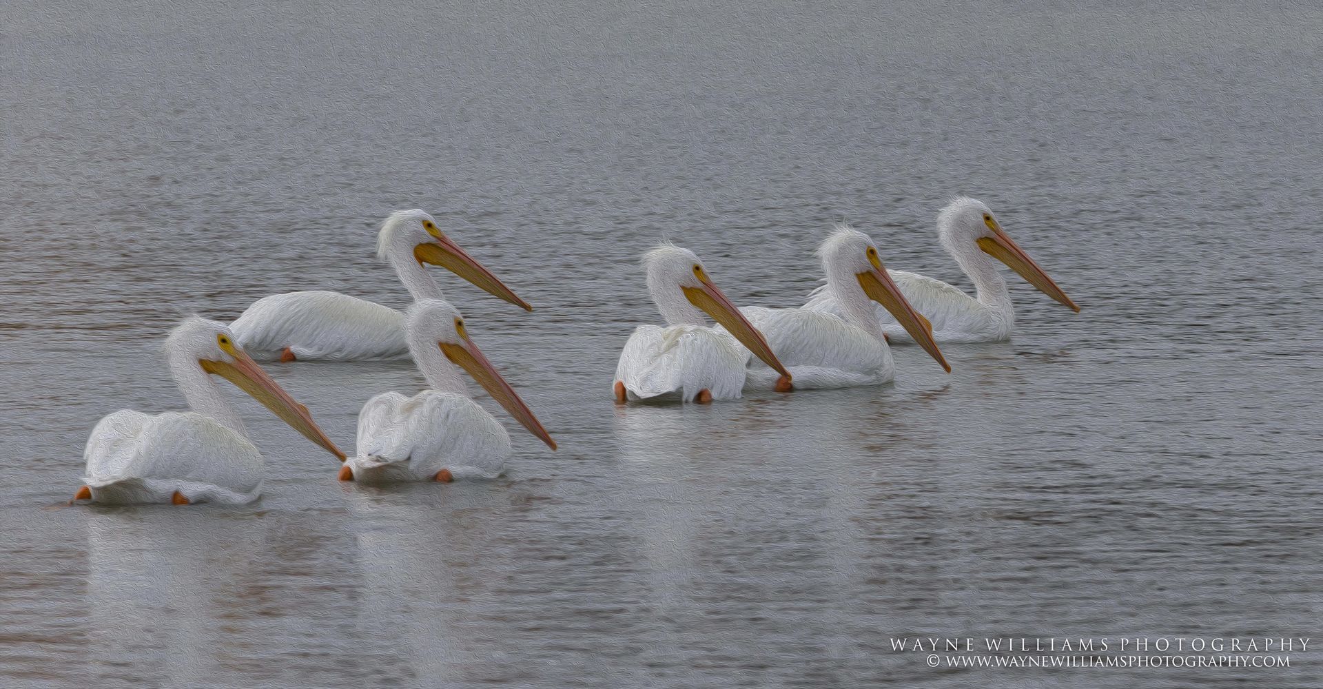 A flock of white pelicans are swimming in the water.