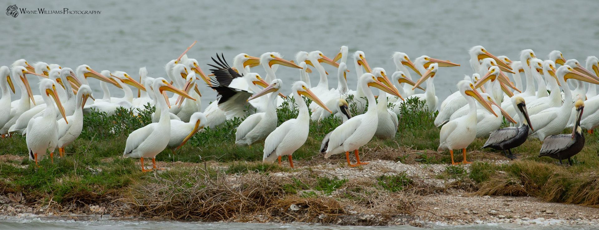 A large flock of pelicans are standing on a small island near the water.