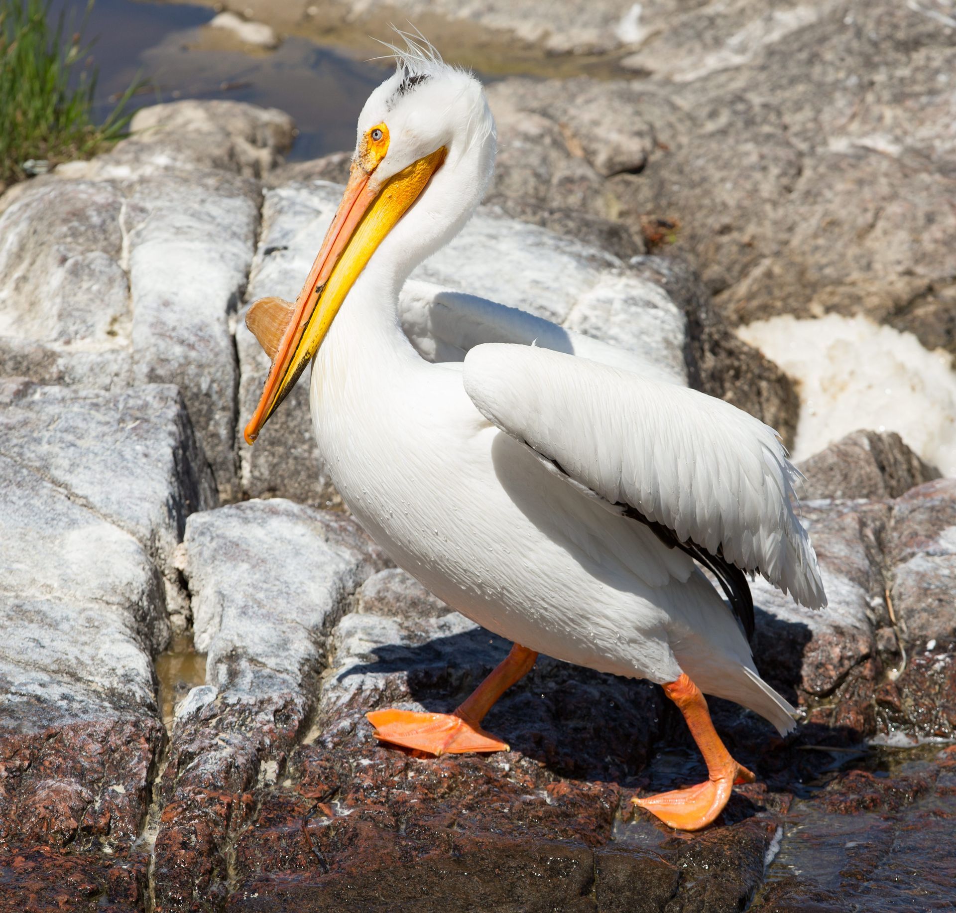A pelican is standing on a rock near the water