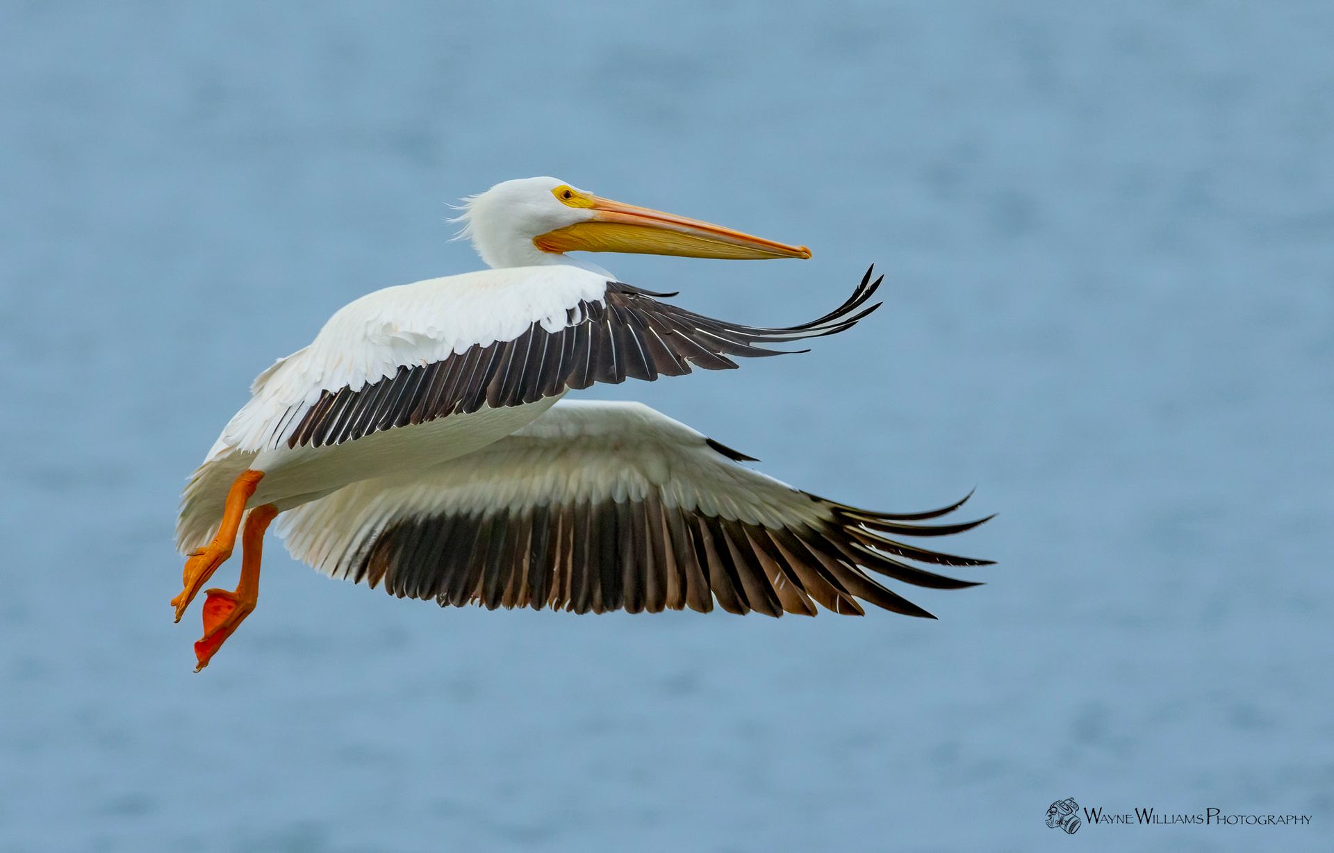 A pelican is flying over a body of water.