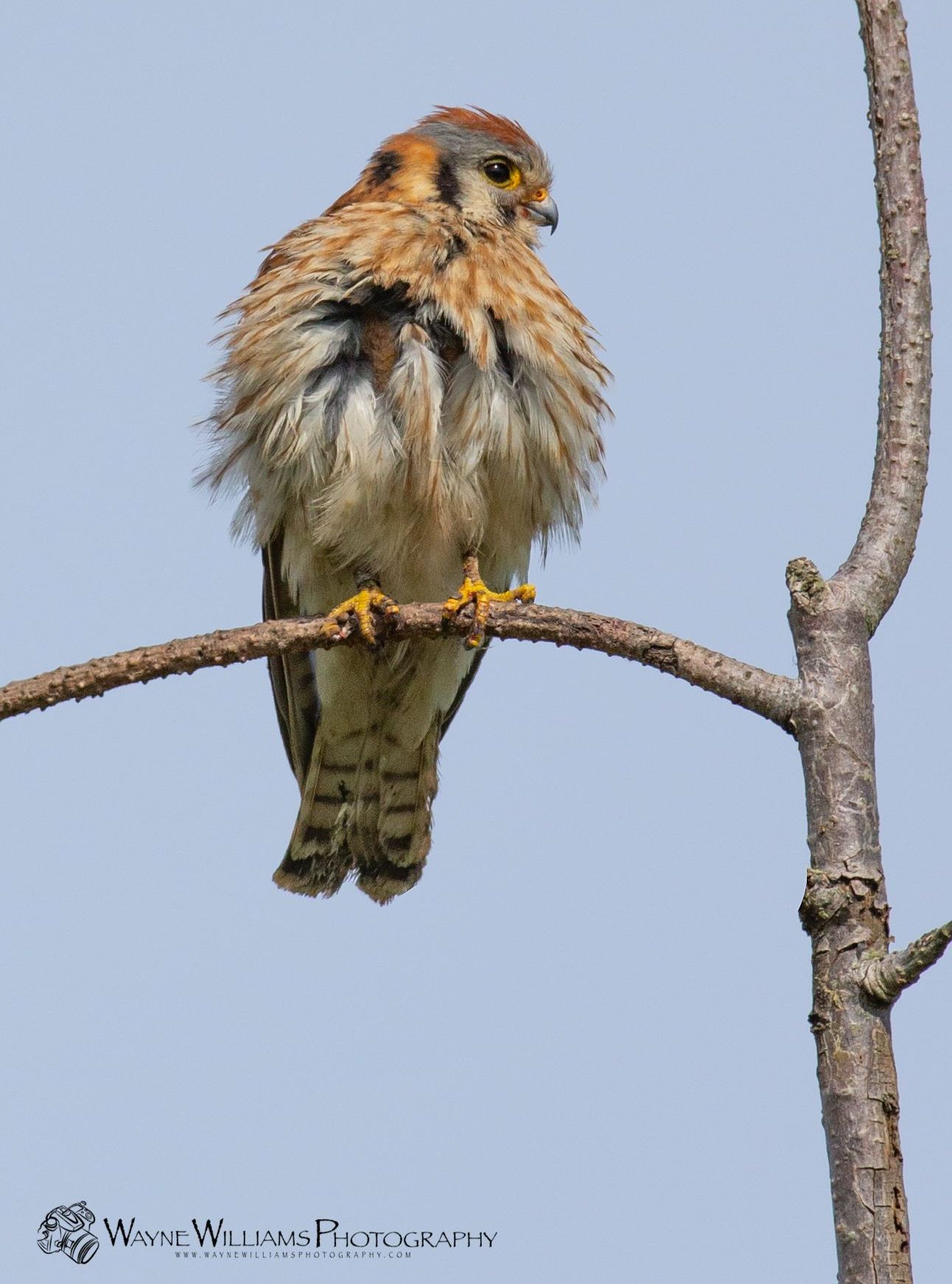 A bird perched on a tree branch with a blue sky in the background.