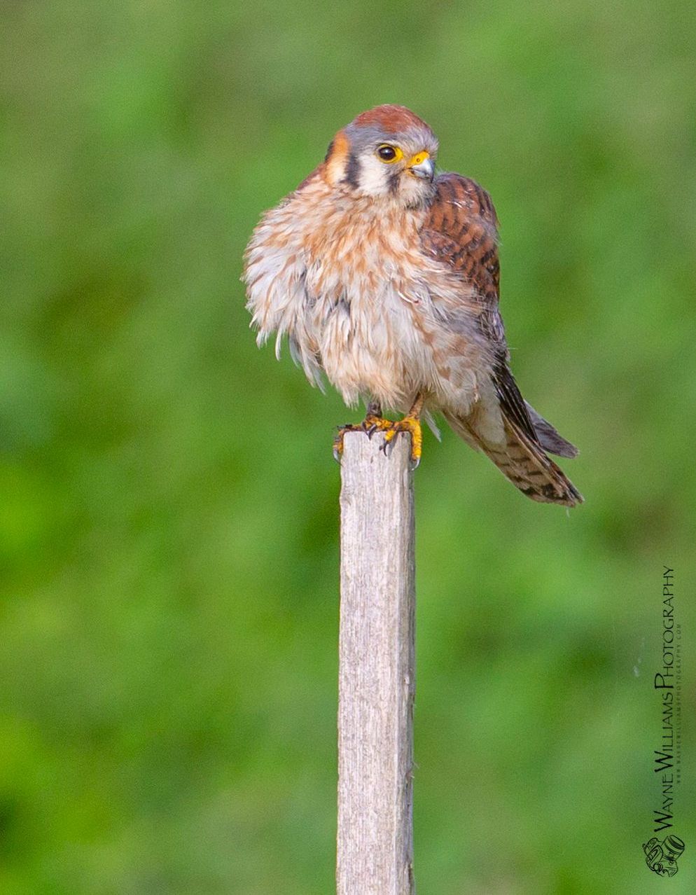 A small bird perched on top of a wooden post.