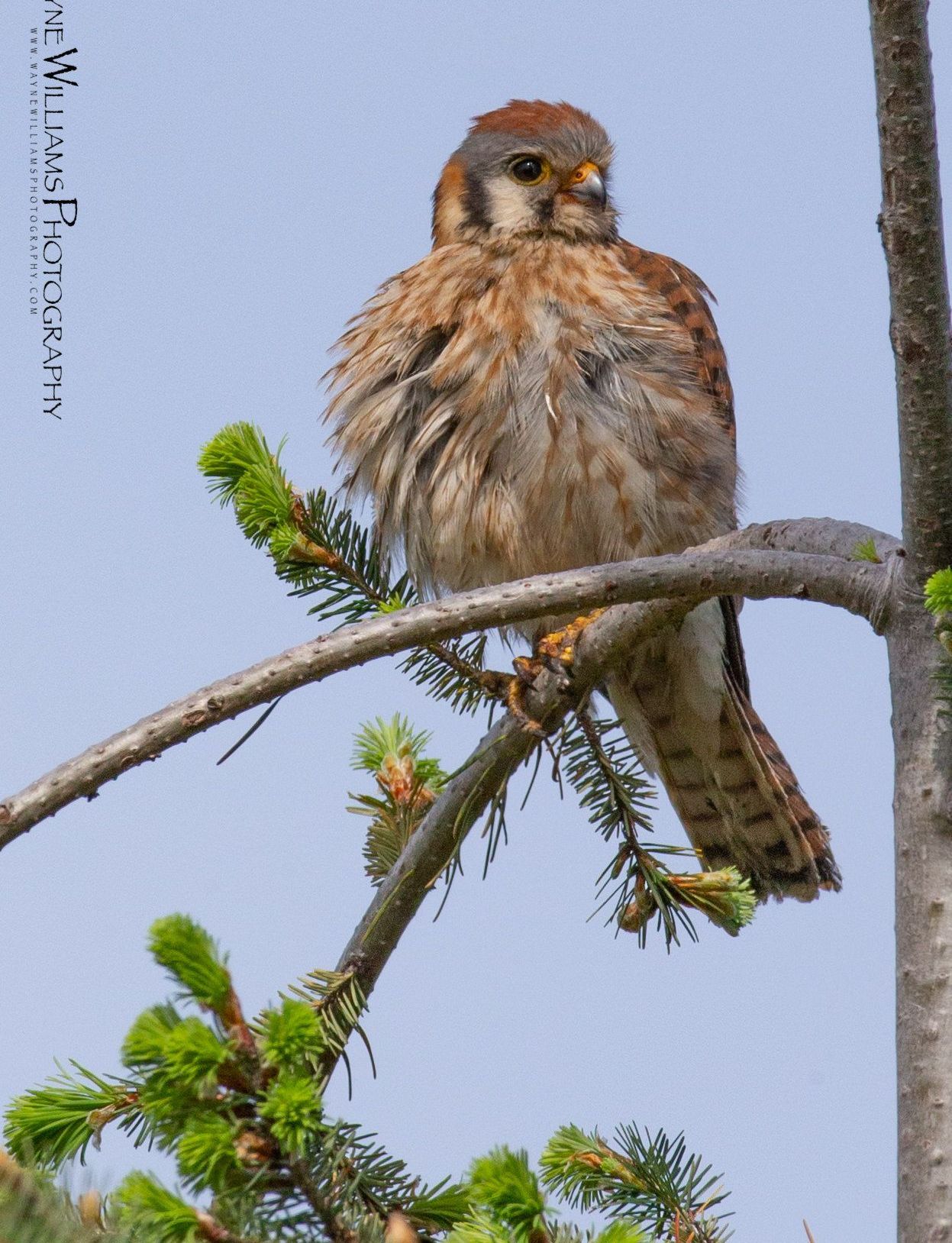 A bird is perched on a branch of a tree.