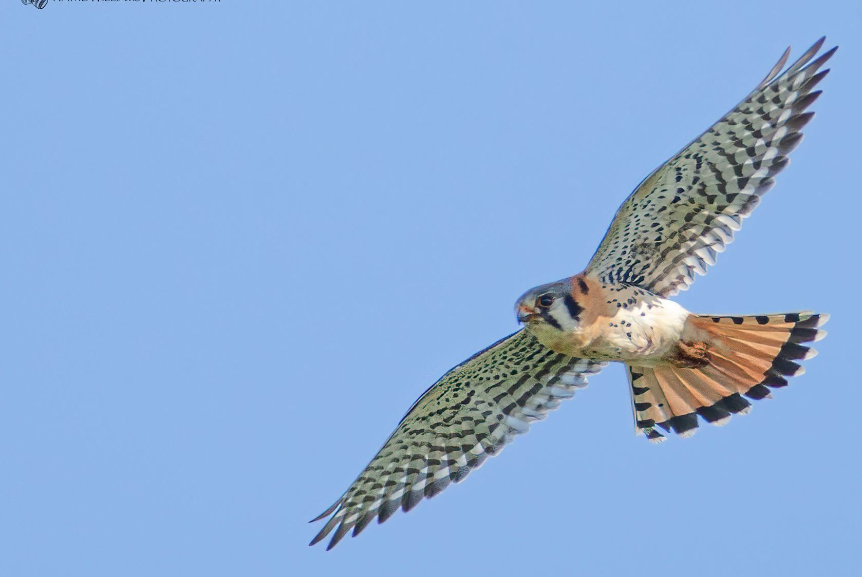 A bird is flying through a blue sky.