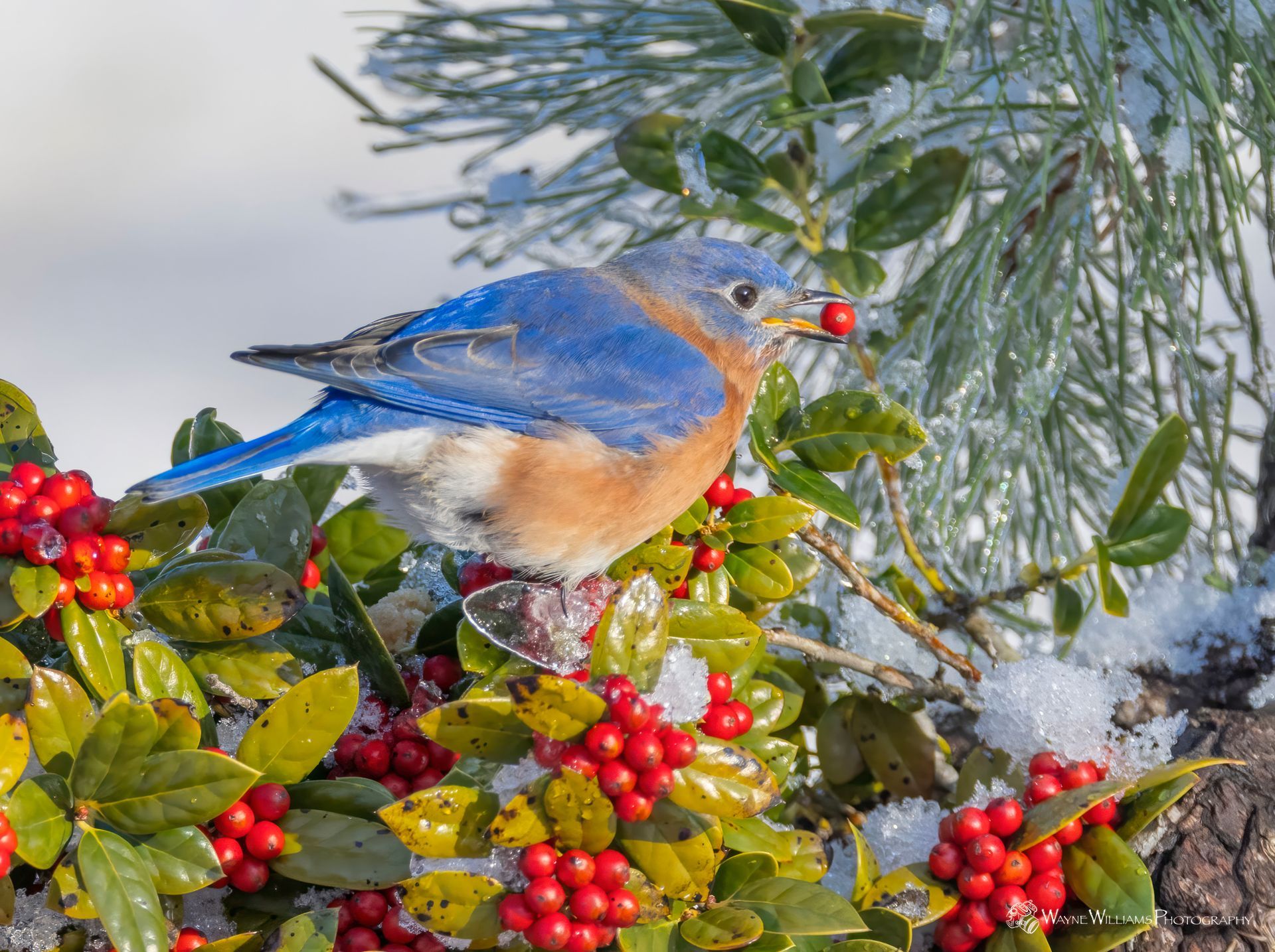A bluebird perched on a branch with red berries in its beak.