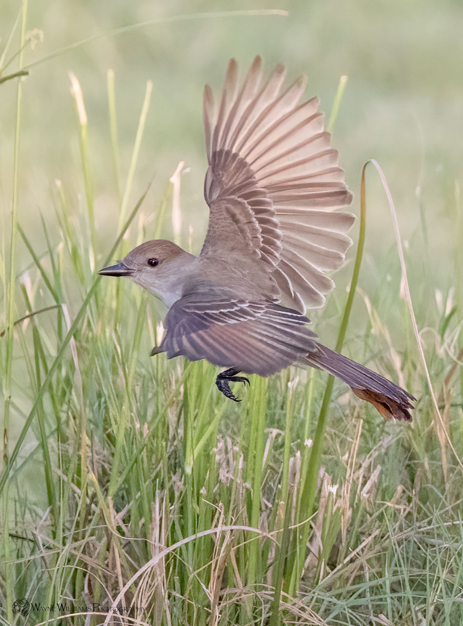 A small bird is flying through the grass with its wings outstretched.
