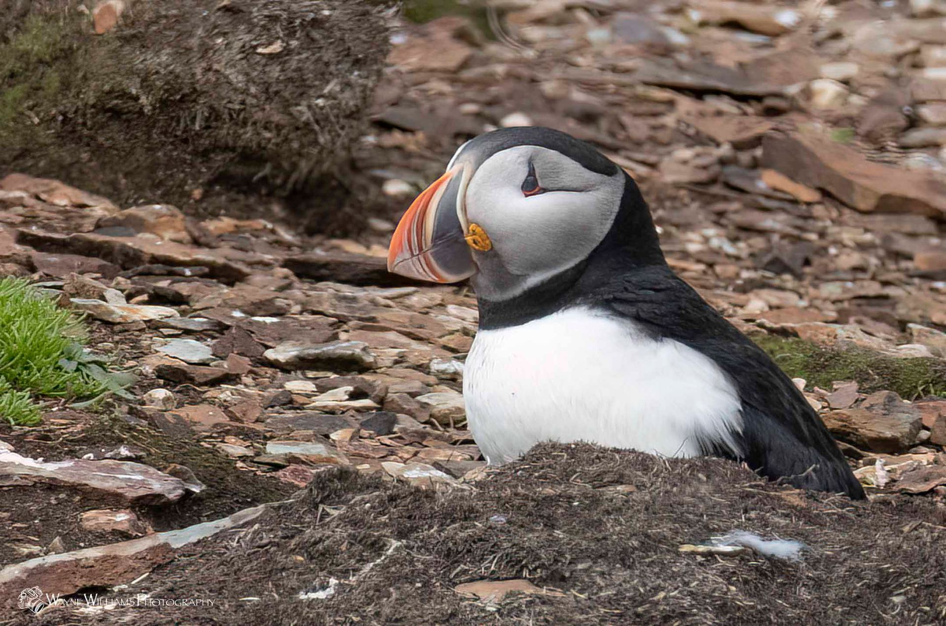 A black and white bird with a large beak is sitting on the ground.