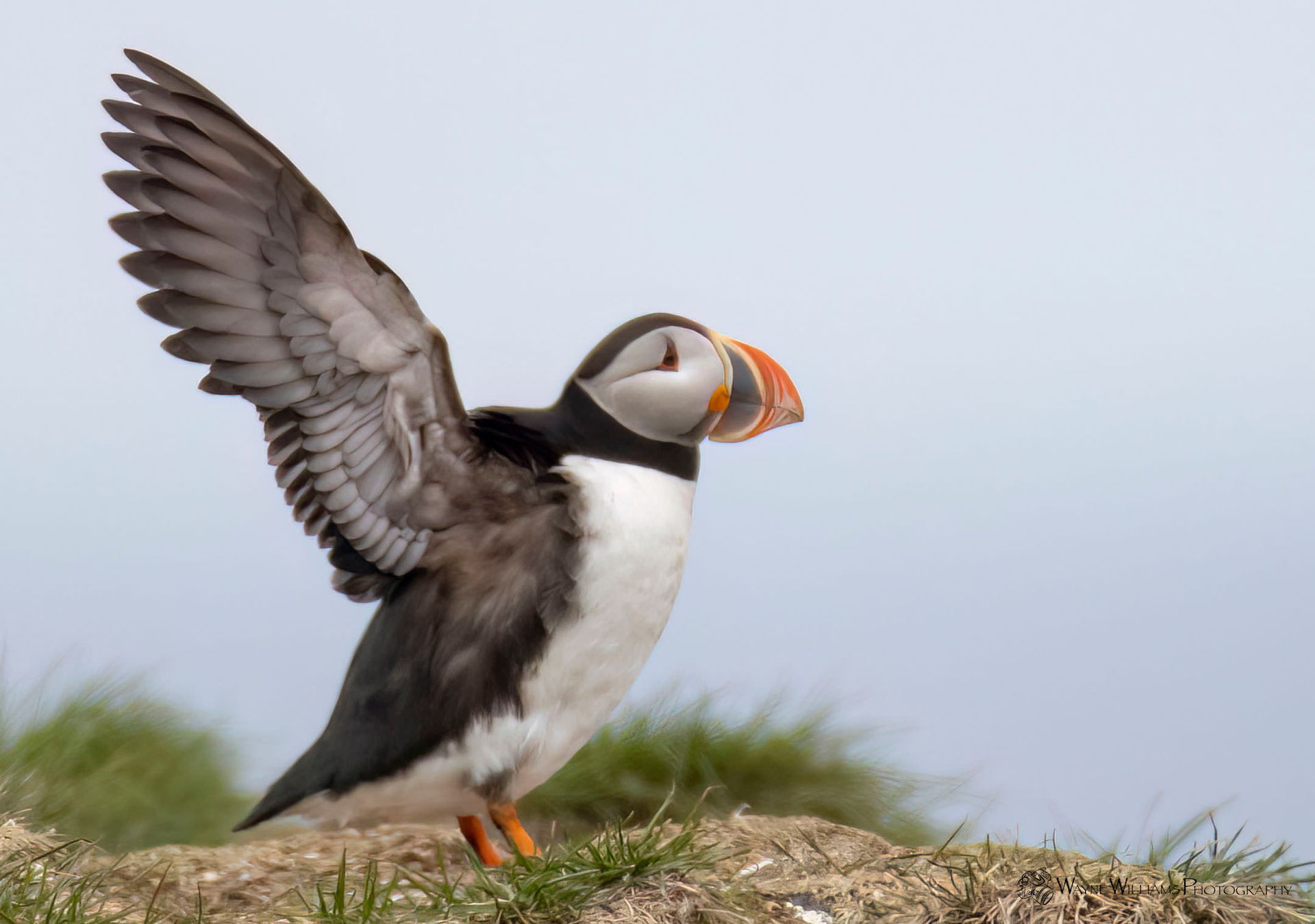 A puffin is standing on a rock with its wings spread.