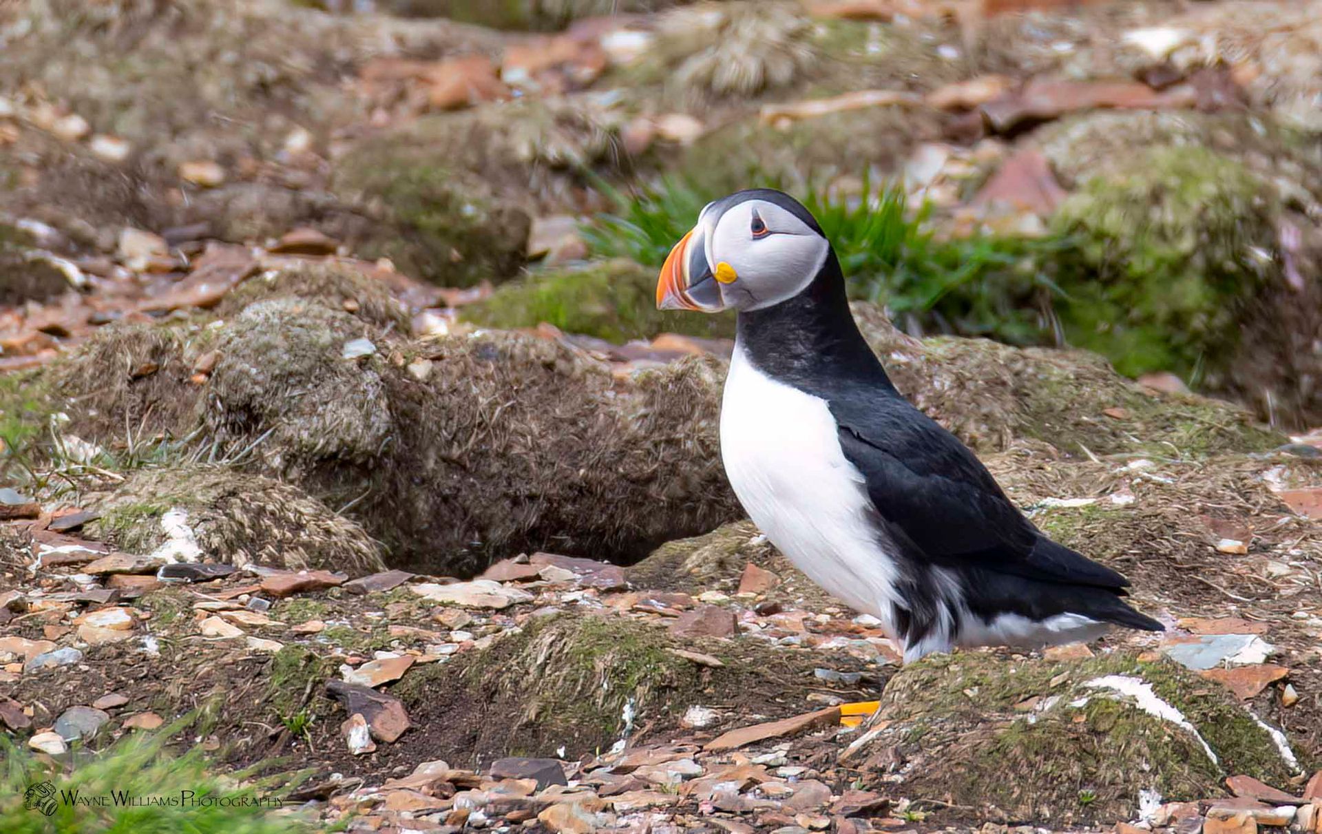 A black and white bird with a yellow beak is standing on a rock.