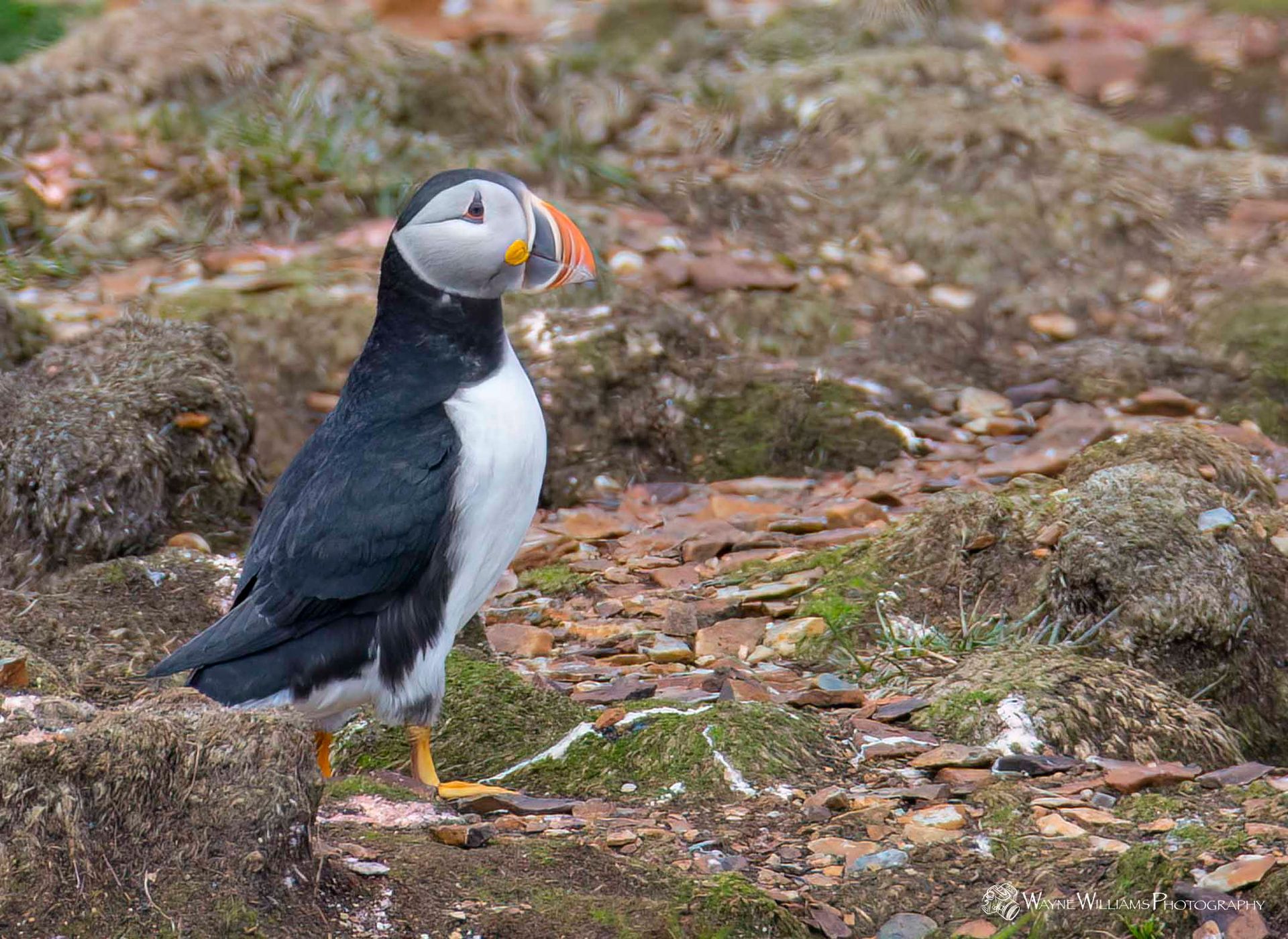 A black and white bird with a yellow beak is standing on a rock.