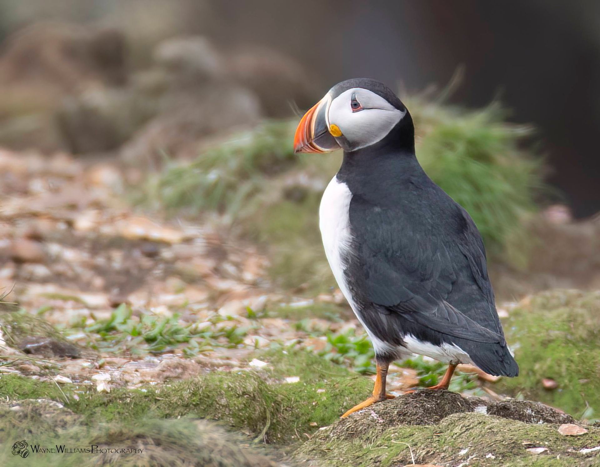 A black and white bird with an orange beak is standing on a rock.