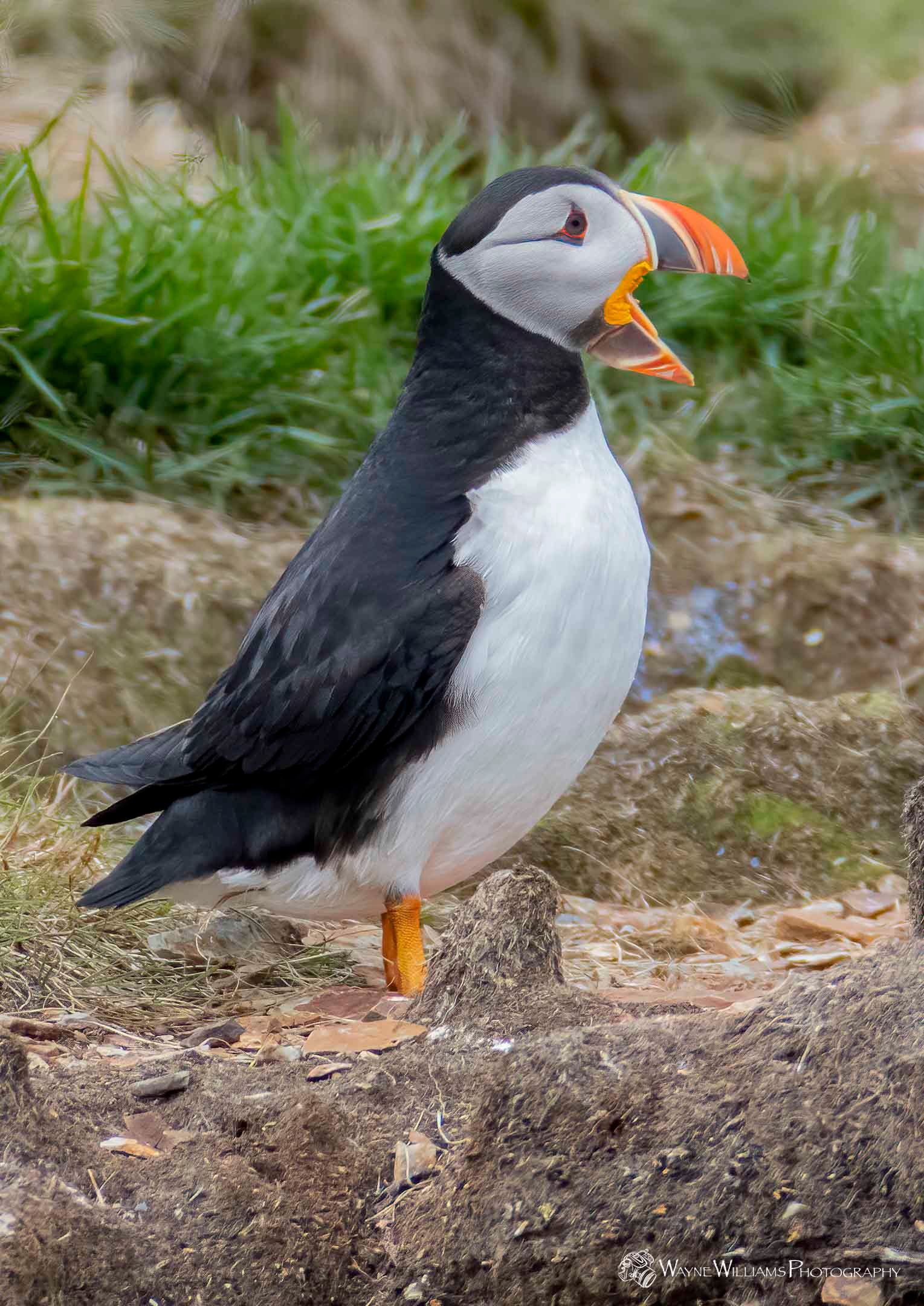 A black and white bird with an orange beak is standing on a rock.