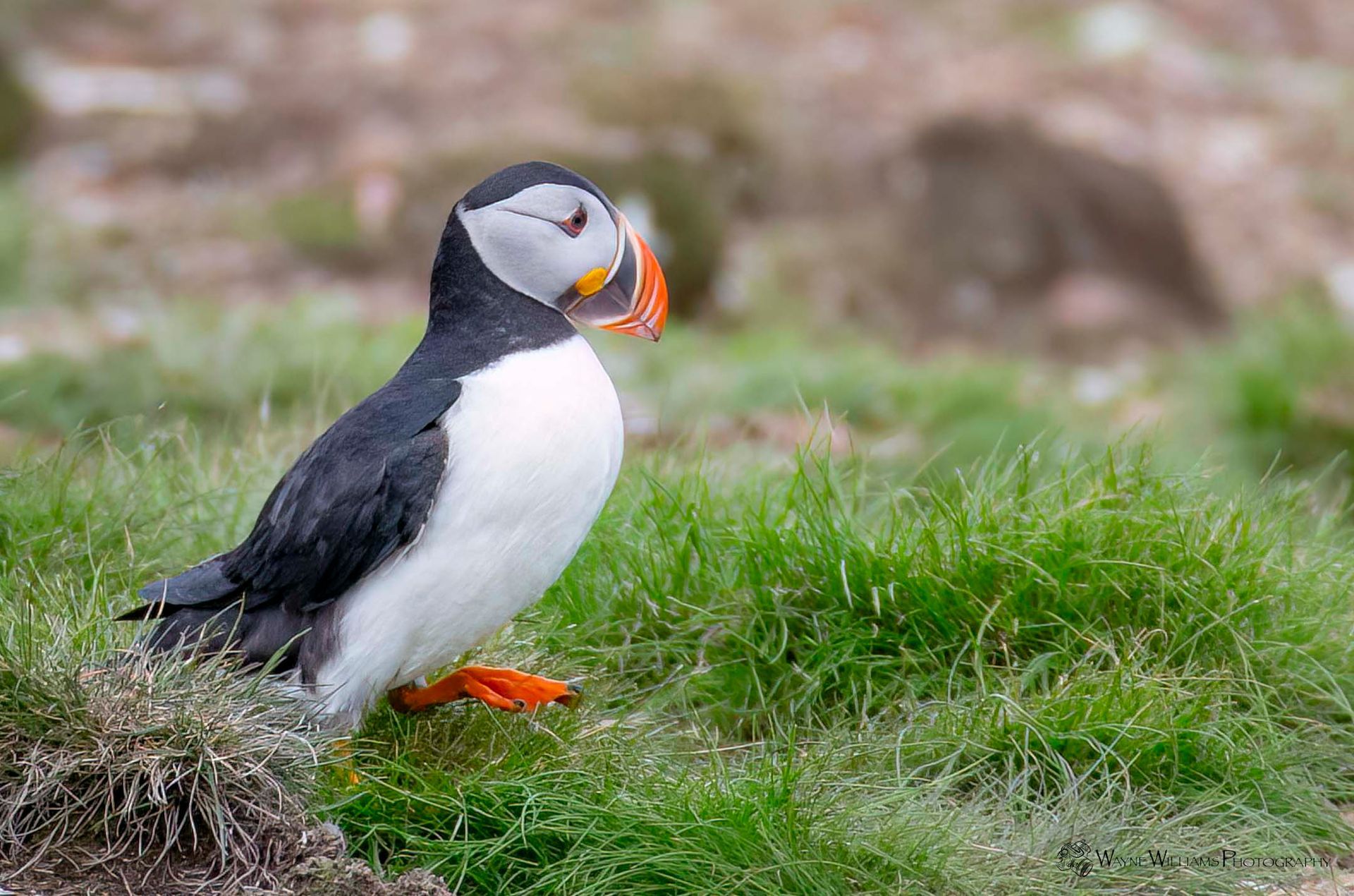 A black and white bird with a red beak is standing in the grass.