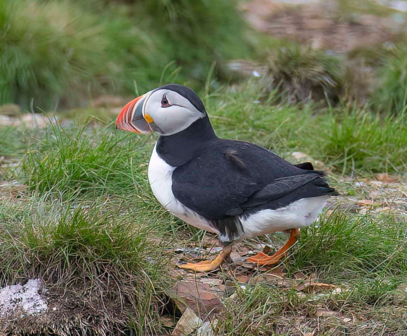 A puffin is standing in the grass near a nest.
