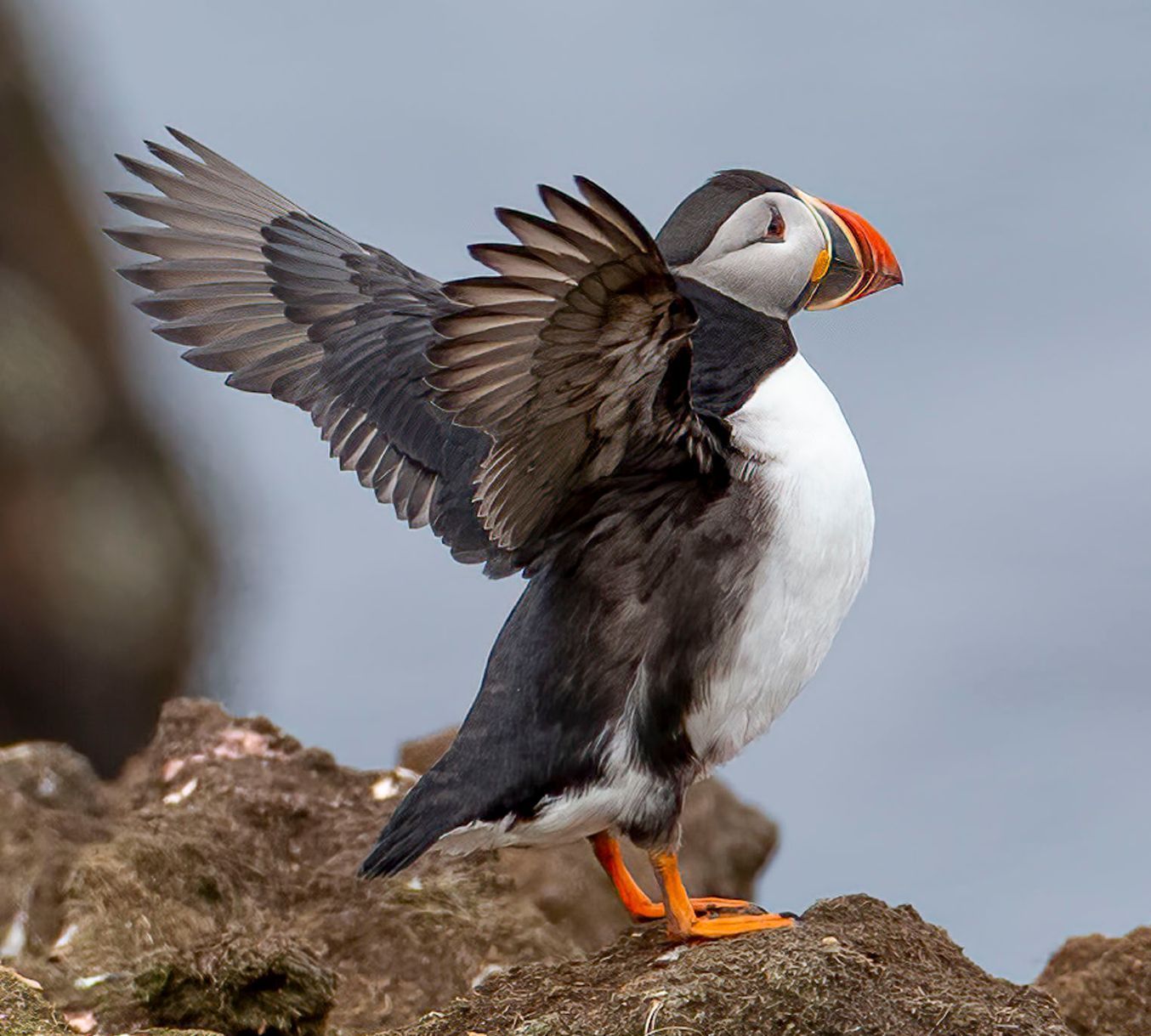 A puffin is standing on a rock with its wings spread.