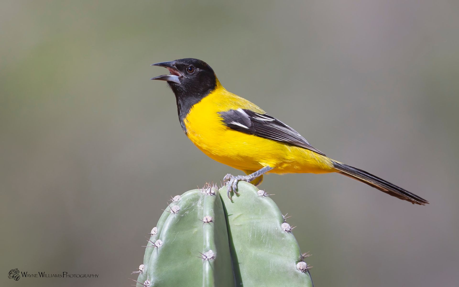 A yellow and black bird perched on top of a green cactus.