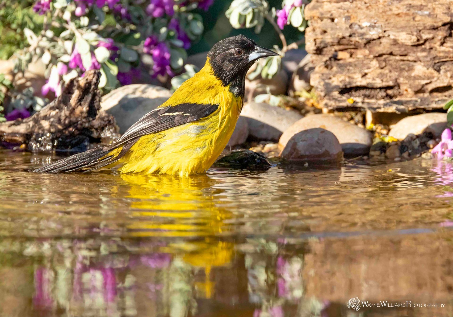 A yellow and black bird is taking a bath in a pond.