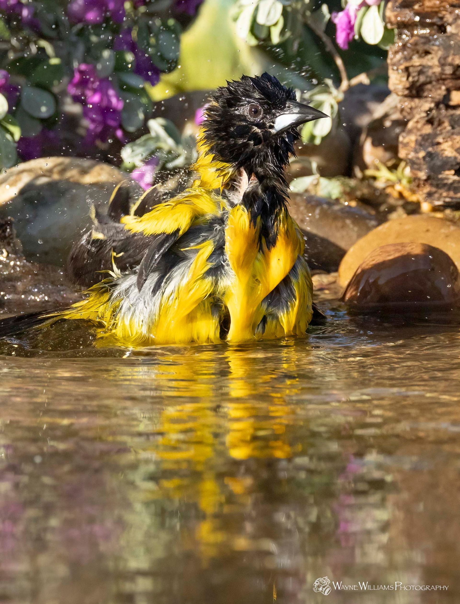 A yellow and black bird is taking a bath in a pond.