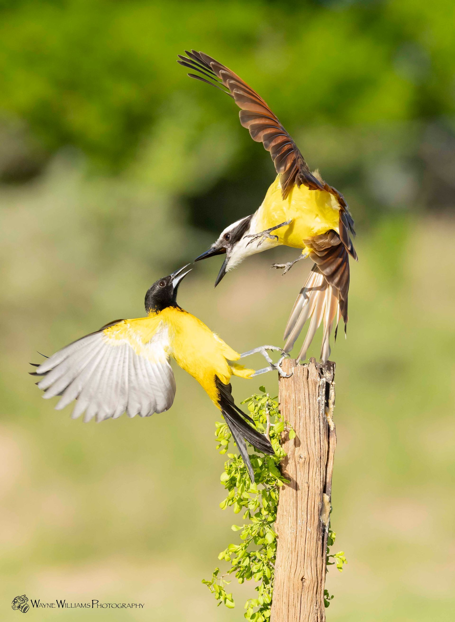 Two birds are fighting over a tree stump.