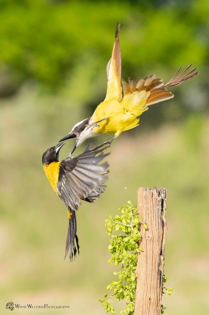 Two birds are flying over a tree stump.