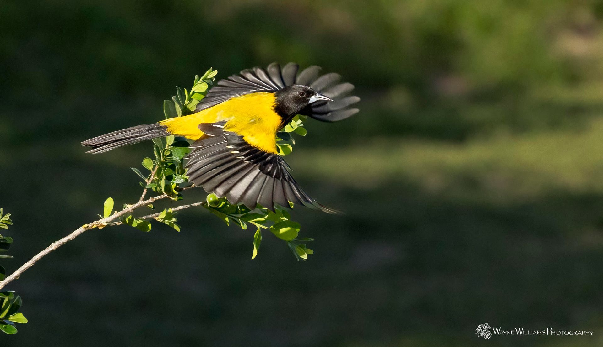 A black and yellow bird is flying over a tree branch.