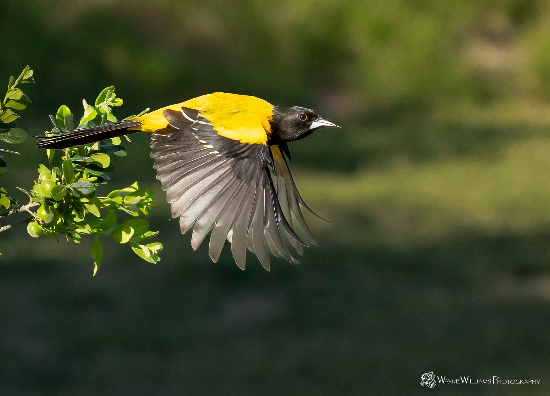 A yellow and black bird is flying over a tree branch.