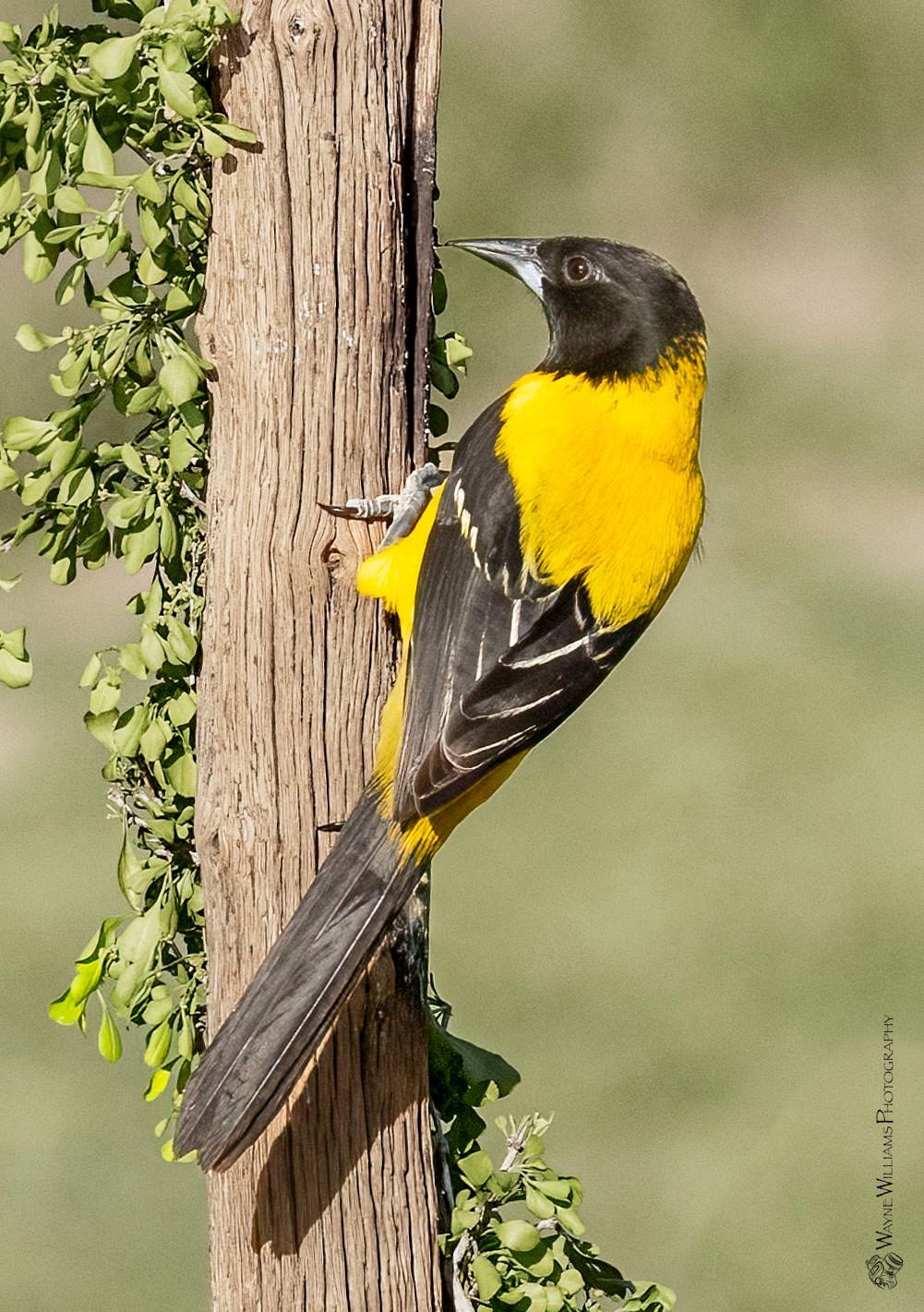 A black and yellow bird perched on a wooden post.