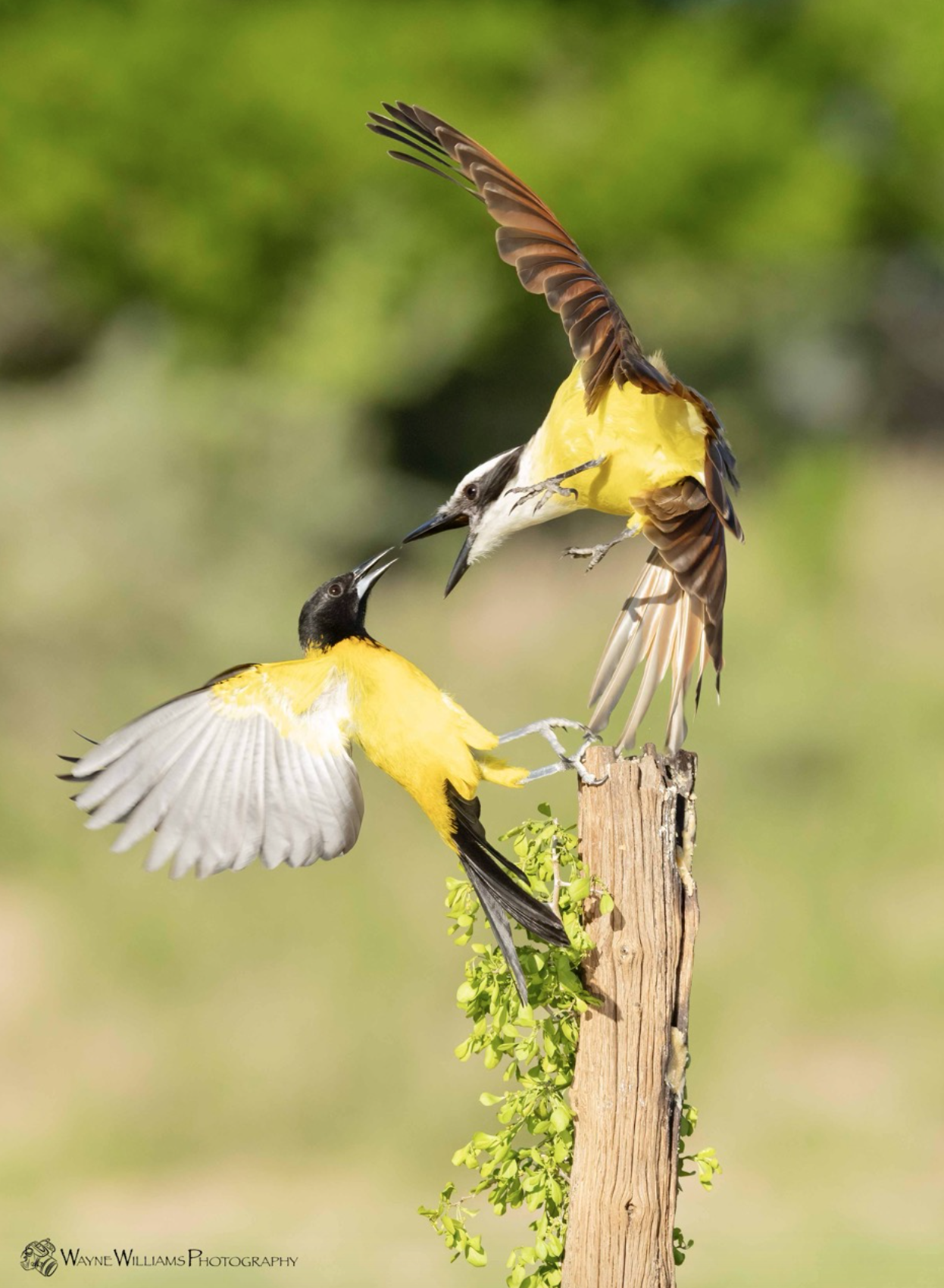 A couple of birds standing on top of a wooden post.