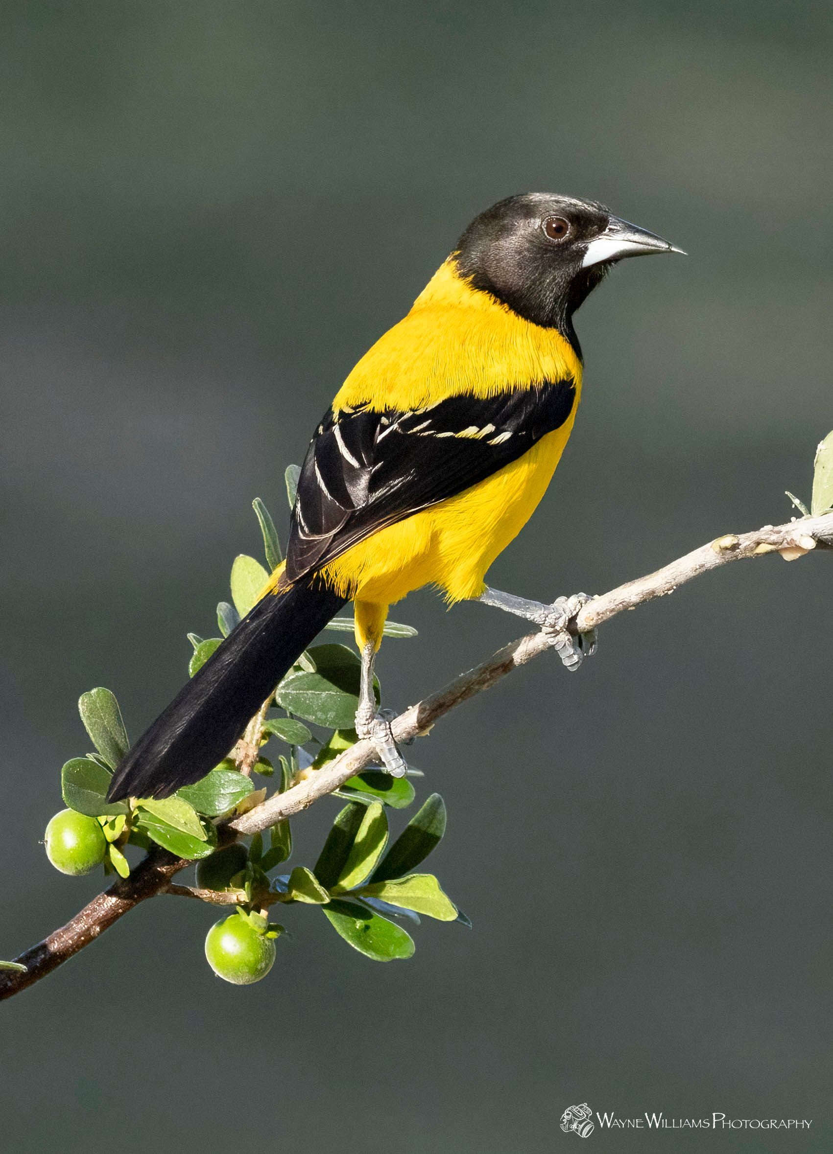 A black and yellow bird perched on a tree branch