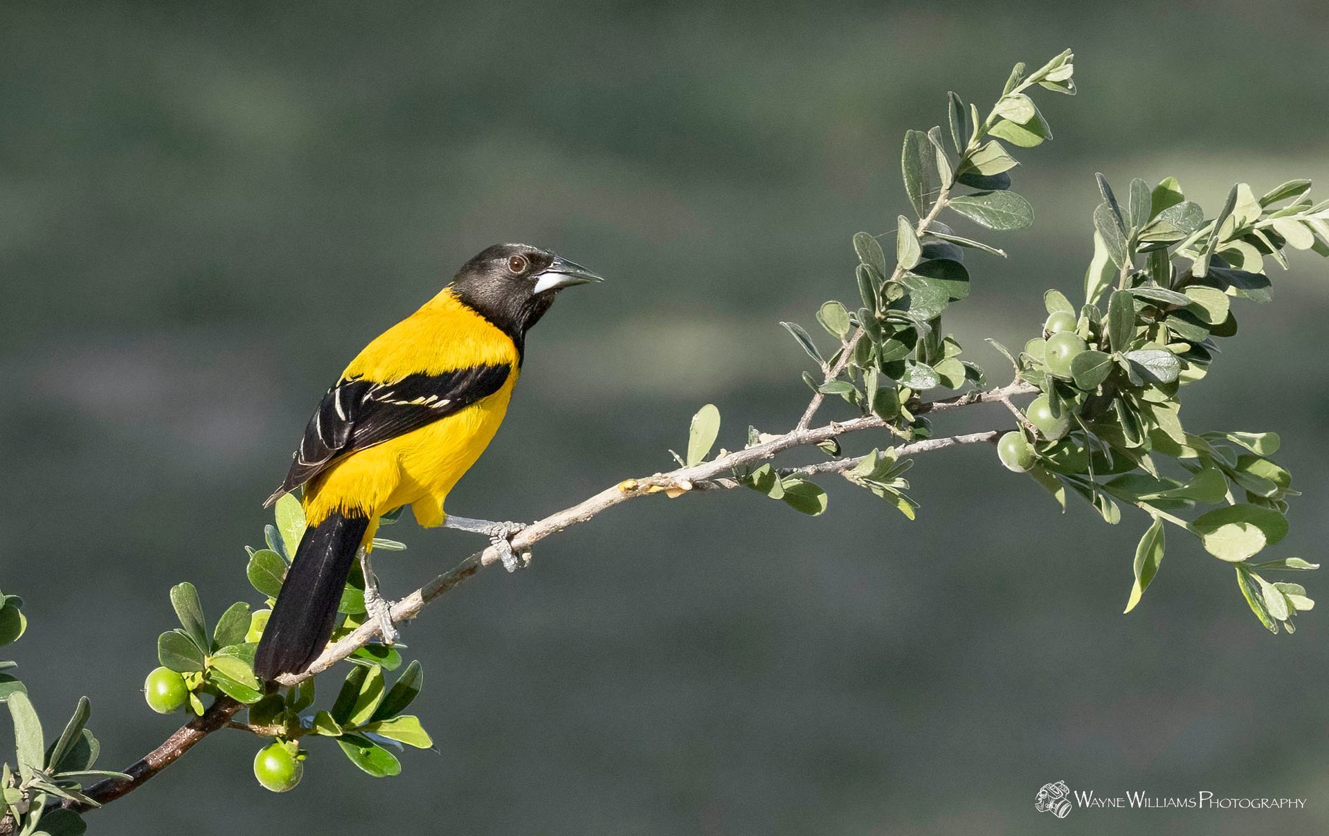 A yellow and black bird perched on a tree branch