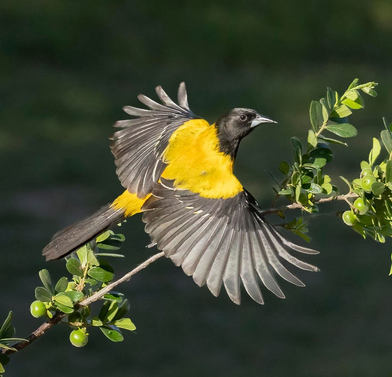 A bald eagle is flying in the sky with a fish in its beak
