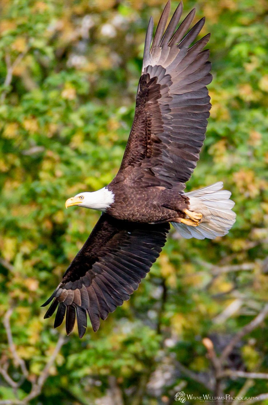 A bald eagle is flying through the air with its wings spread.