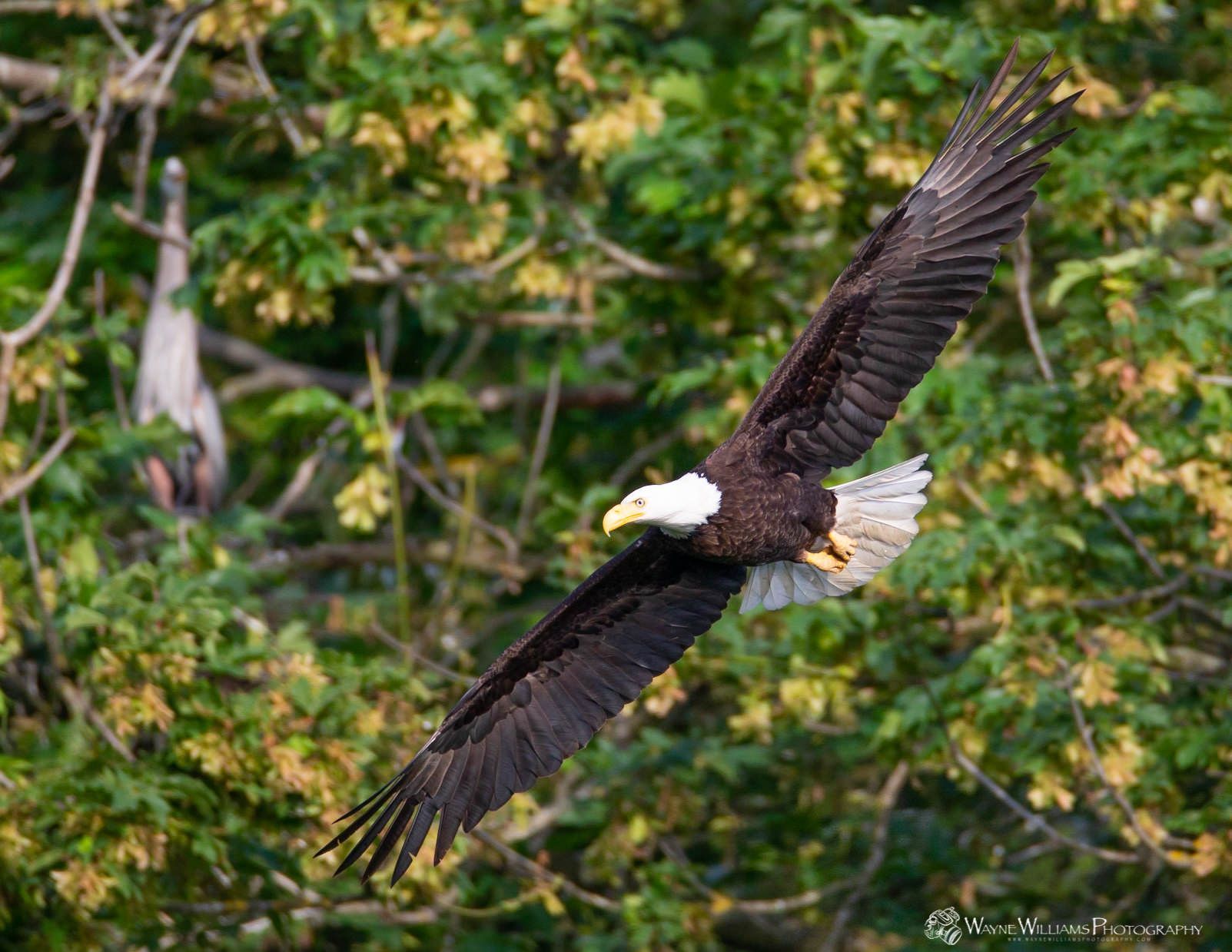 A bald eagle is flying over a tree.