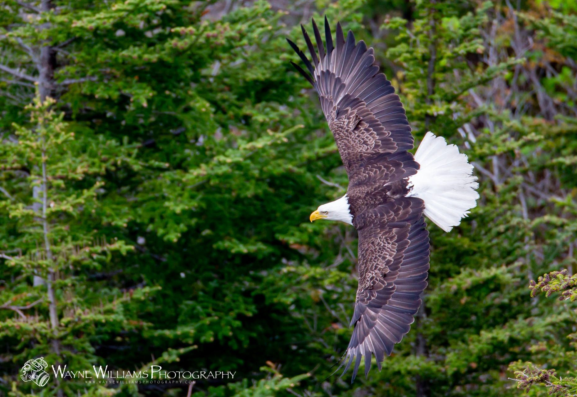 A bald eagle is flying over a forest.