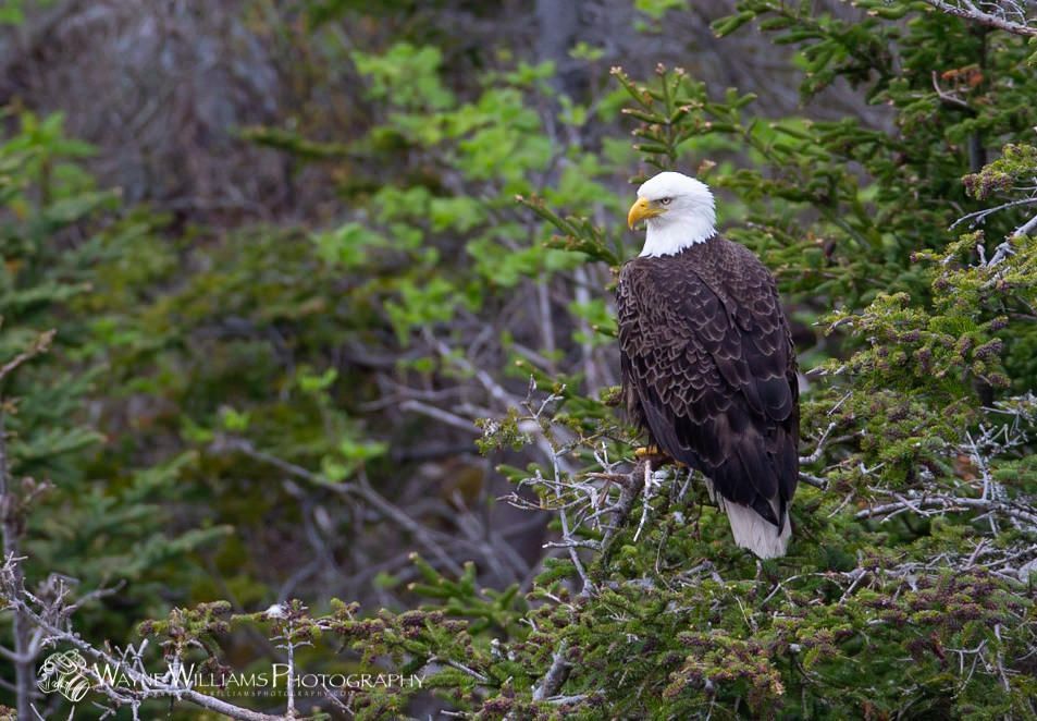 A bald eagle perched on top of a tree branch.