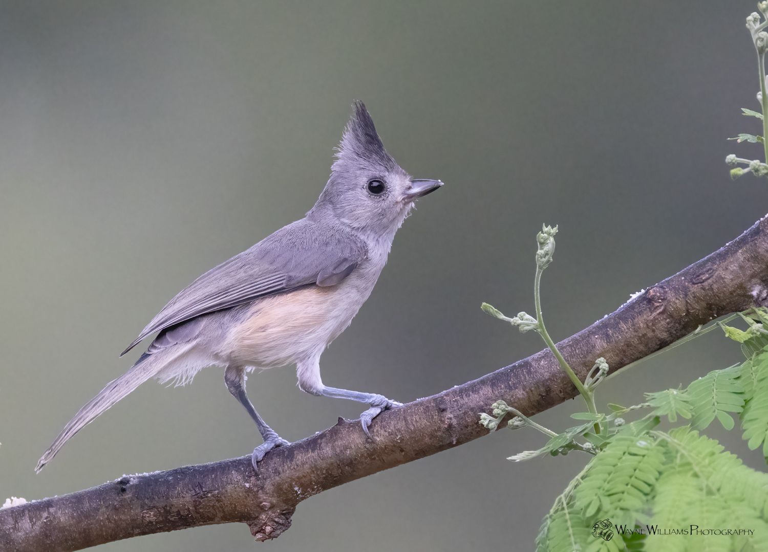 A small bird is perched on a tree branch.