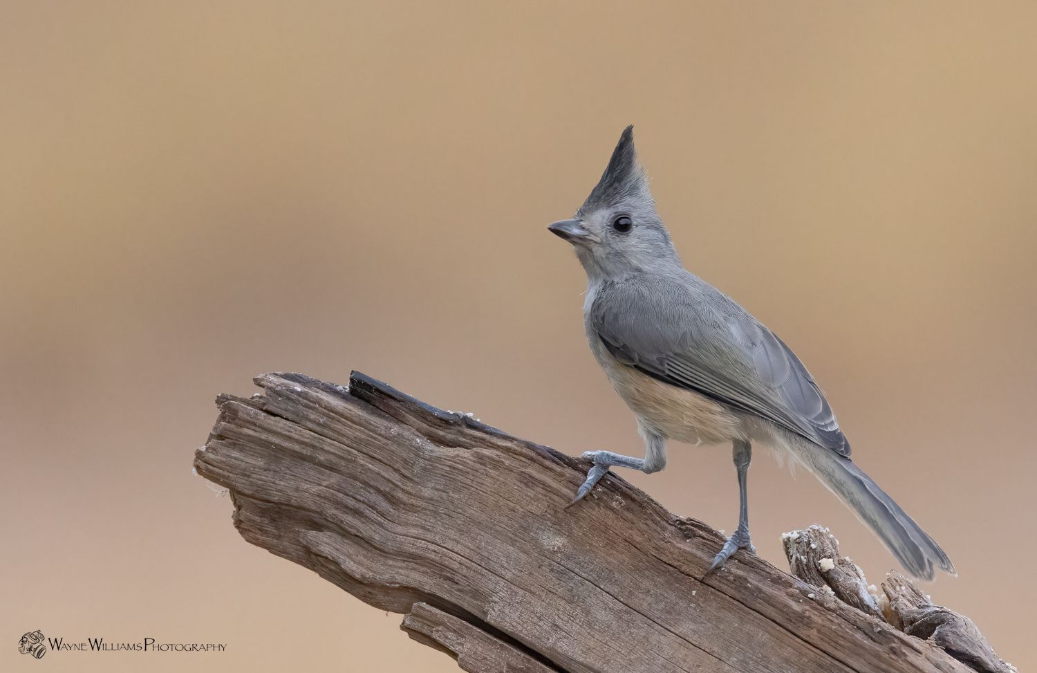 A small bird is perched on a piece of wood.