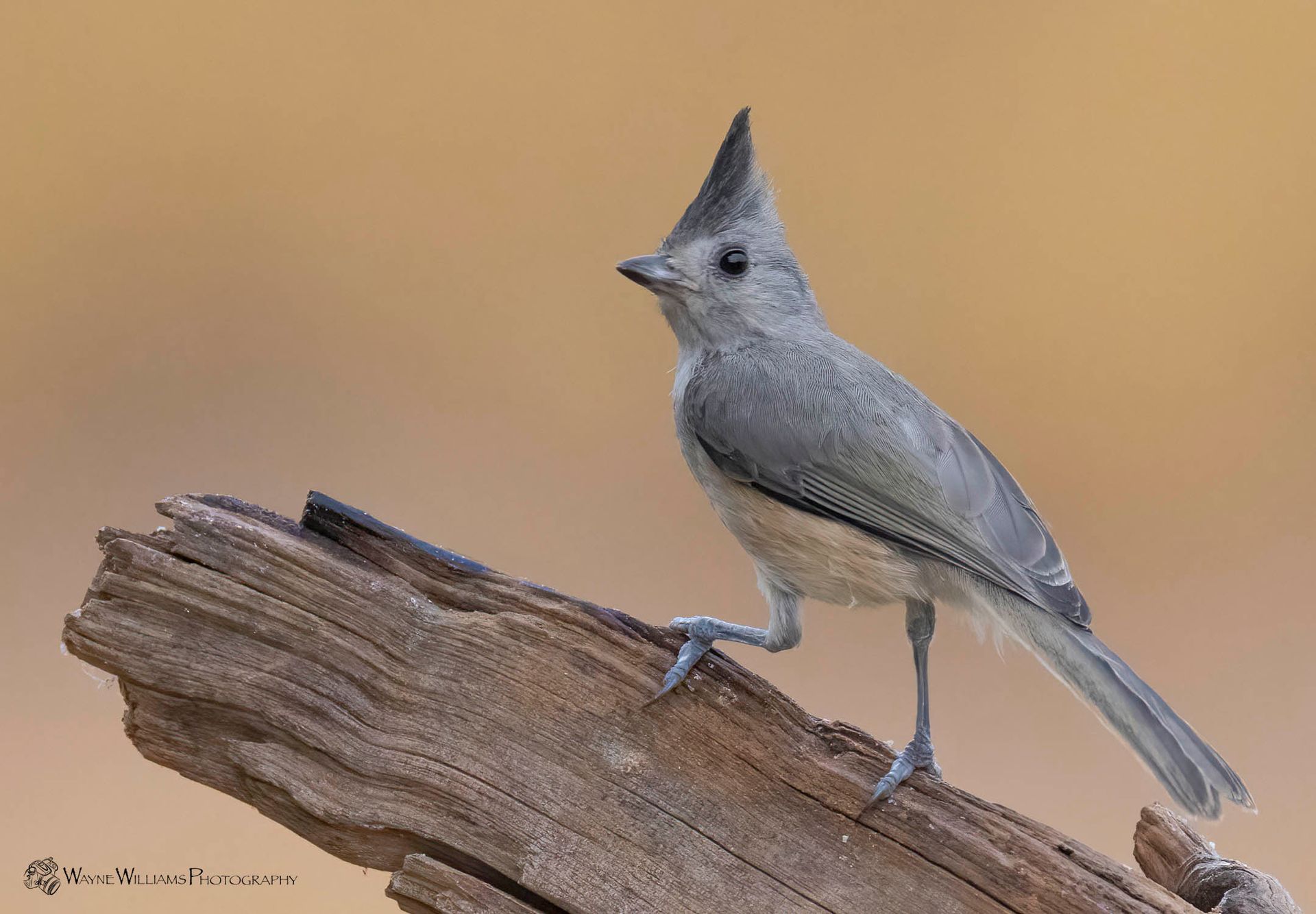 A small bird is perched on a piece of wood.