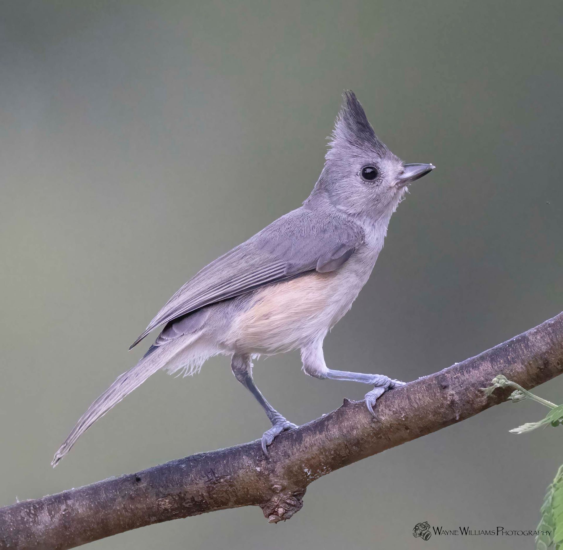 A small bird with a crest on its head perched on a tree branch
