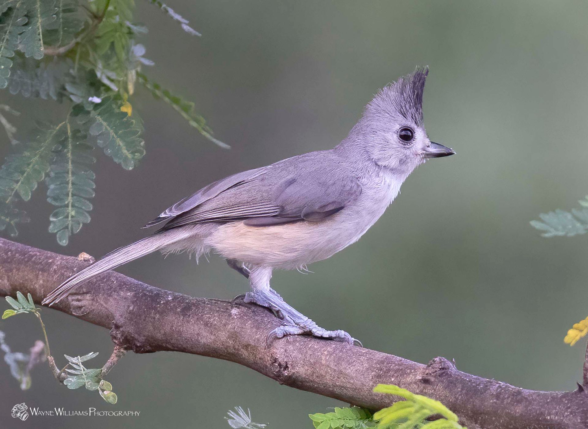 A small bird is perched on a tree branch.