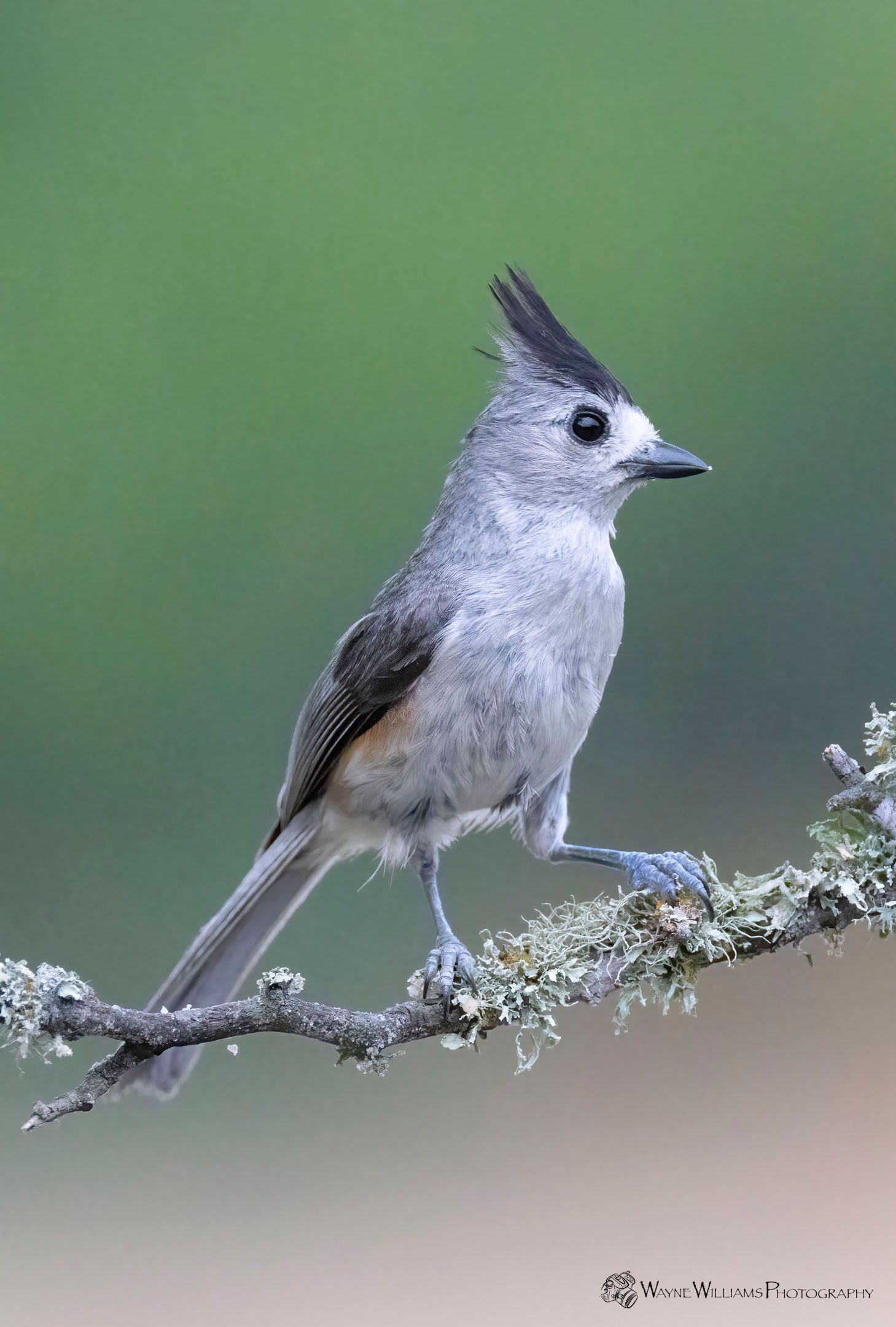 A small bird with a long beak is perched on a branch.